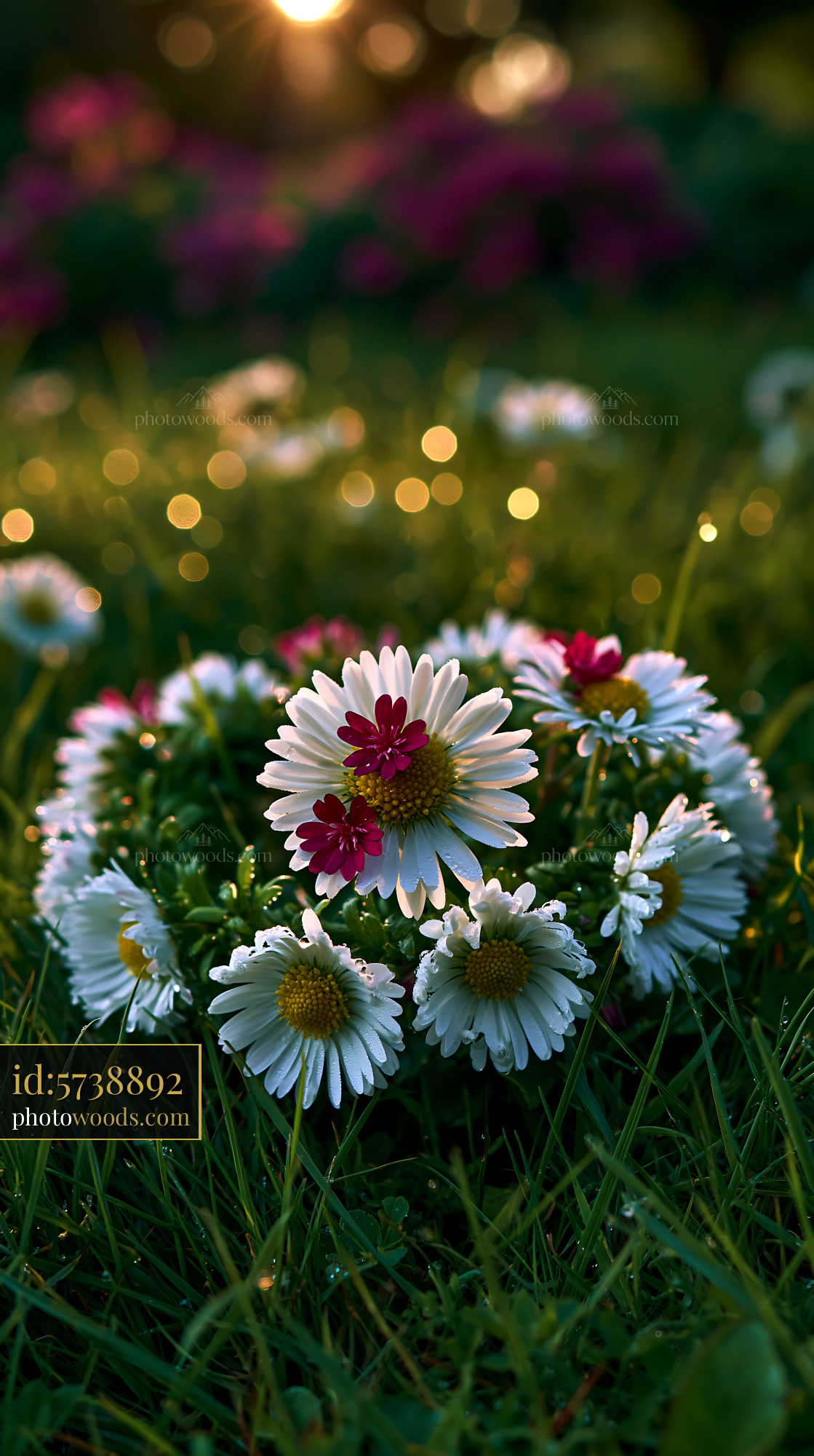 Daisy Chain of White Daisies and Red Center Flowers in Garden