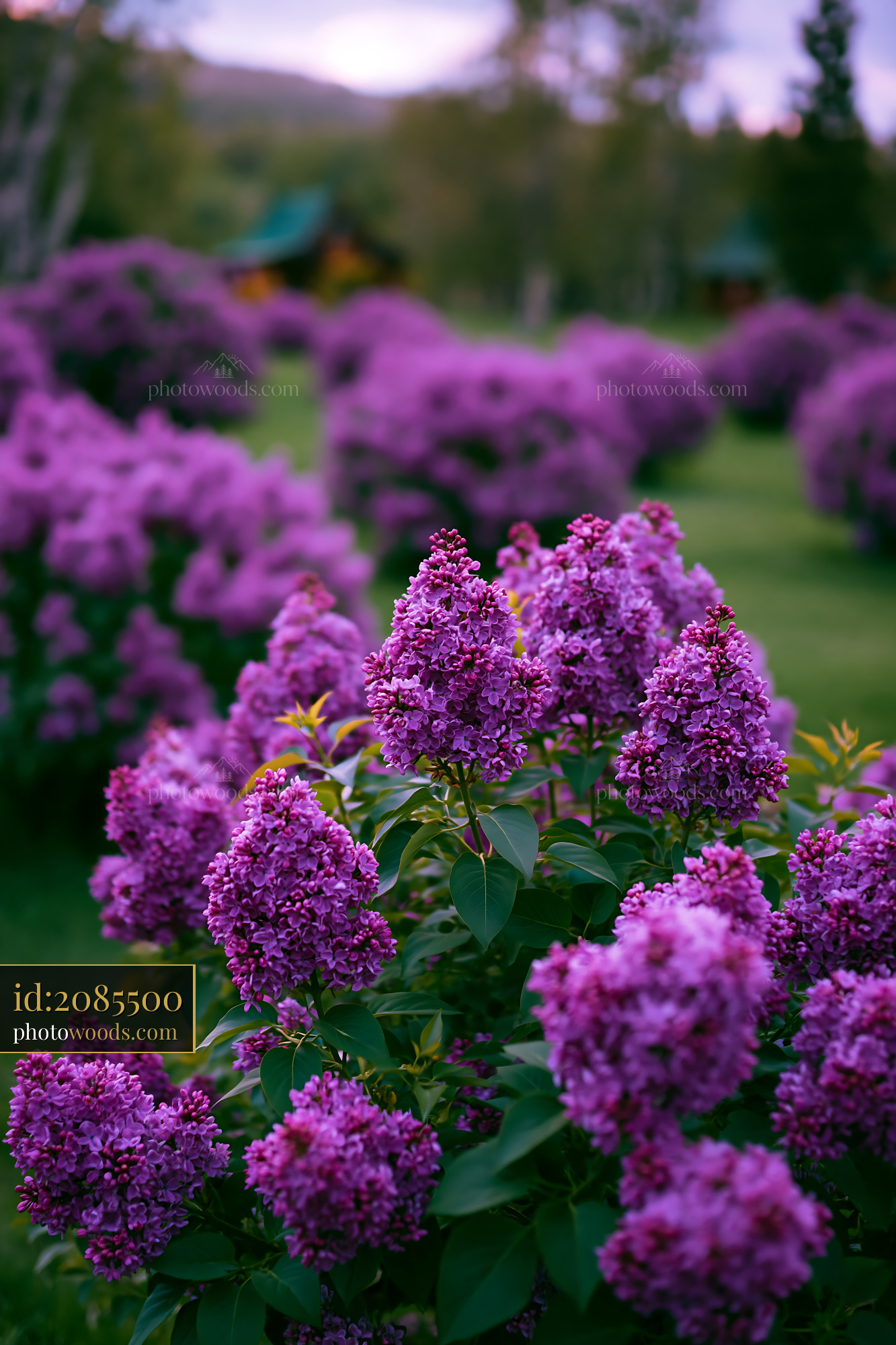 Lilac Flowers Bloom in a Garden During Late Spring Season