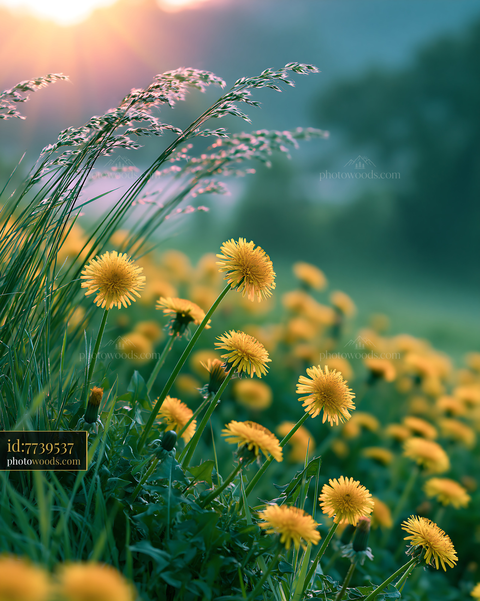 Dandelion Flowers in Bloom at Meadow During Golden Hour