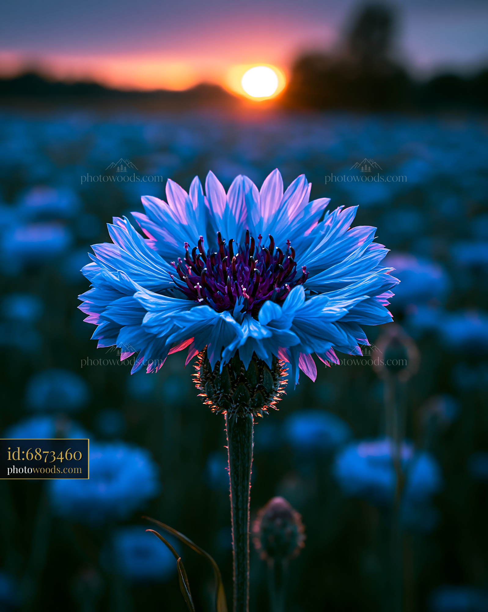 Flower Blooms at Sunset in a Field Filled With Blue Petals