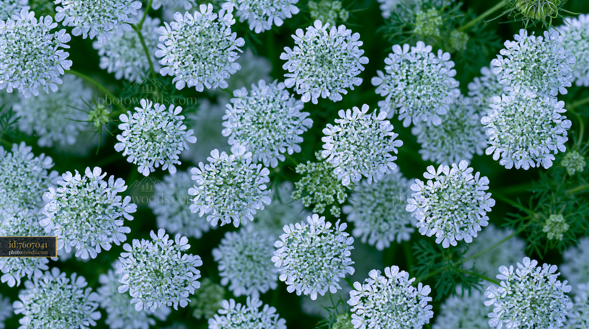 Wild Carrot Blooming in a Meadow During the Spring Season