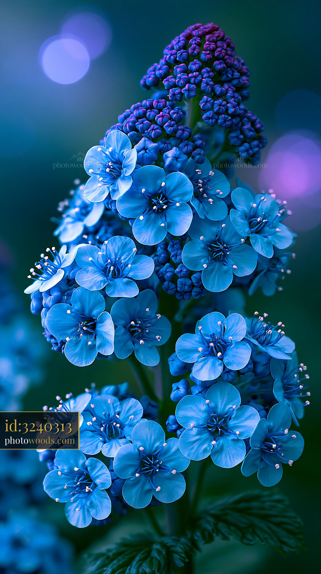 Blue Flowers Bloom With Vibrant Colors in a Natural Setting