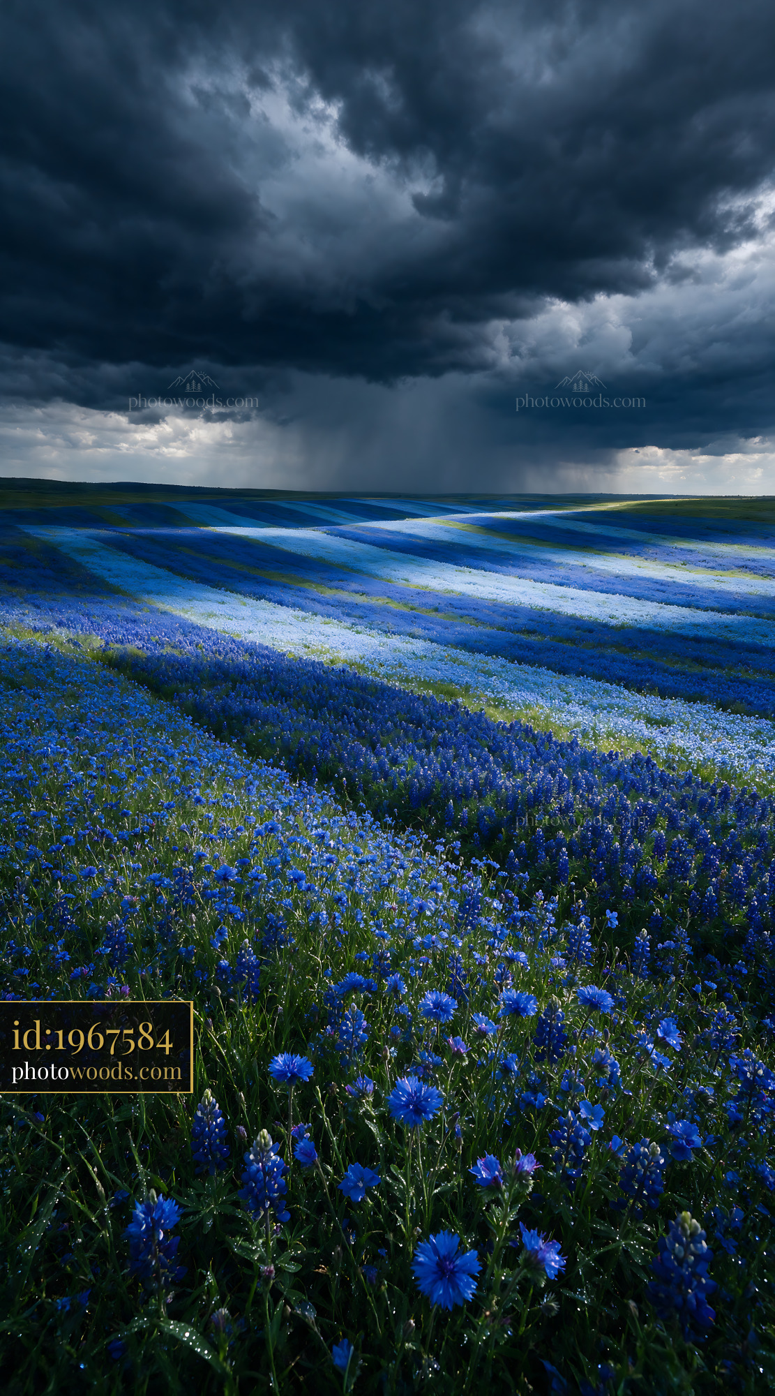 Cornflower, Centaurea Cyanus in a Field With Dark Clouds