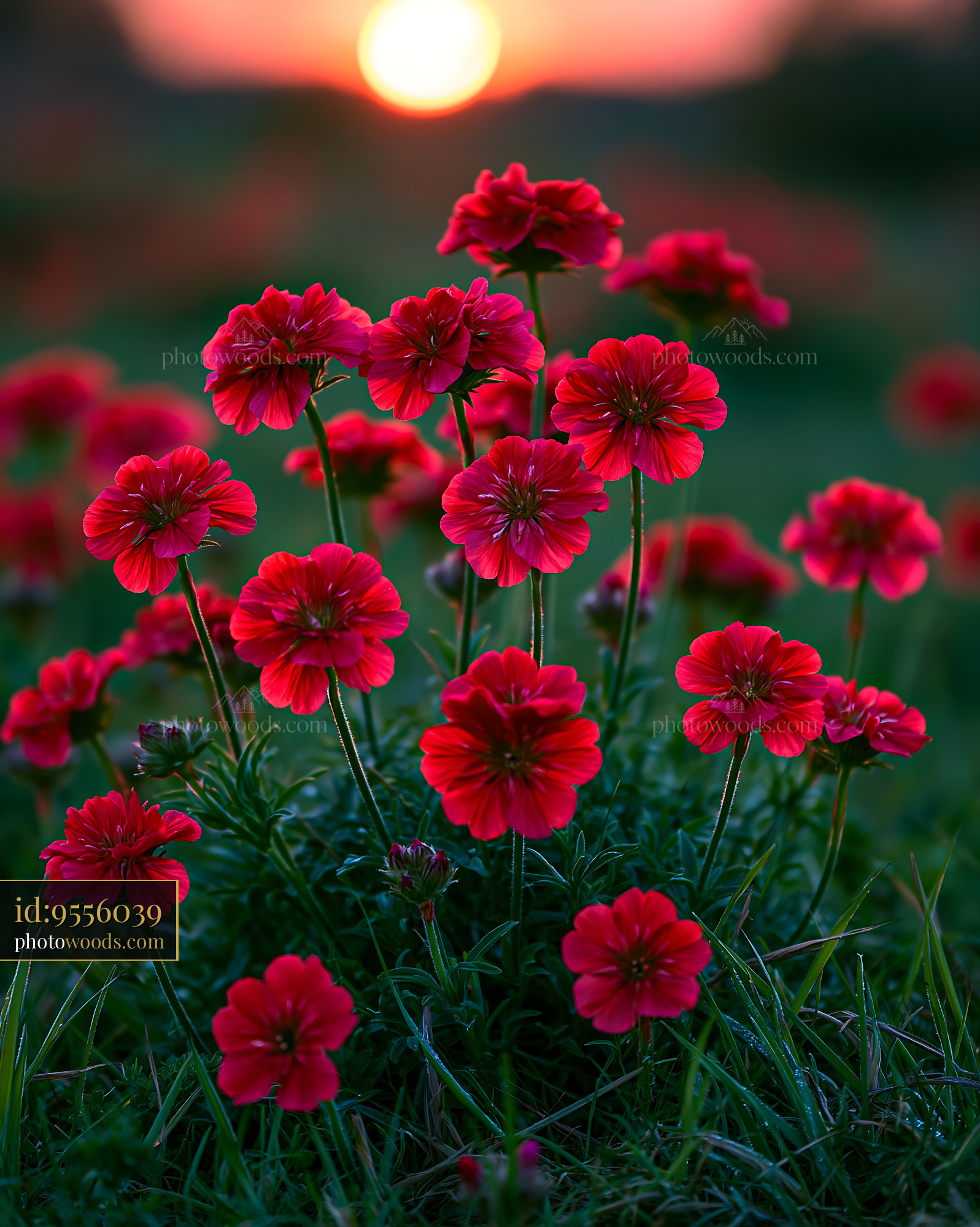 Red Flowers Bloom During Sunset in a Vibrant Outdoor Garden