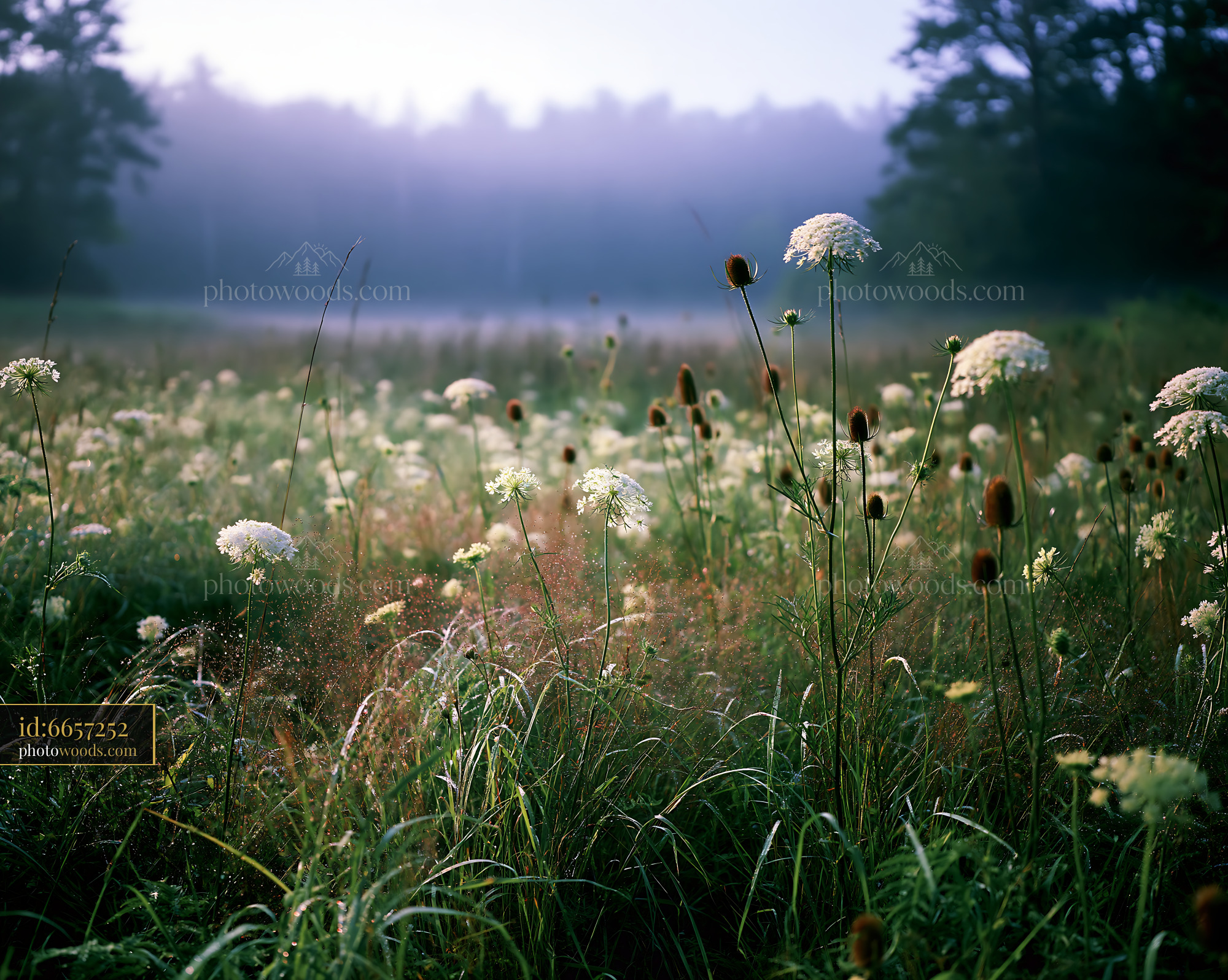 Wild Carrot in Early Morning Light at Meadow Edge