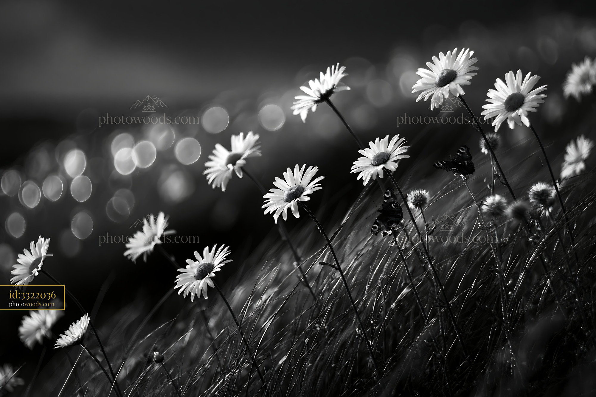 Daisy Blooms in Soft Light Under the Meadow Sky