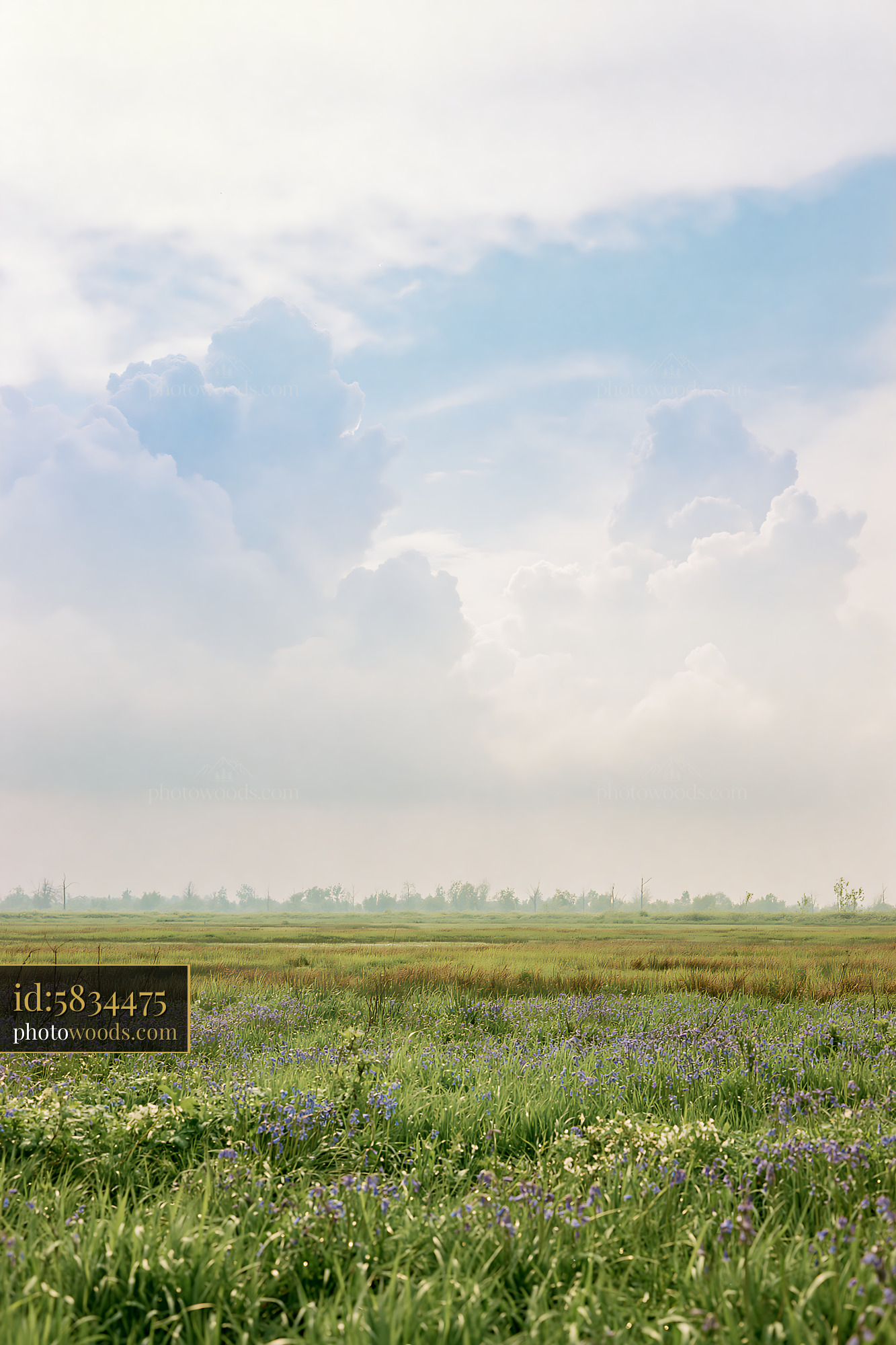 Bluebells Blooming in a Green Field Under Cloudy Sky