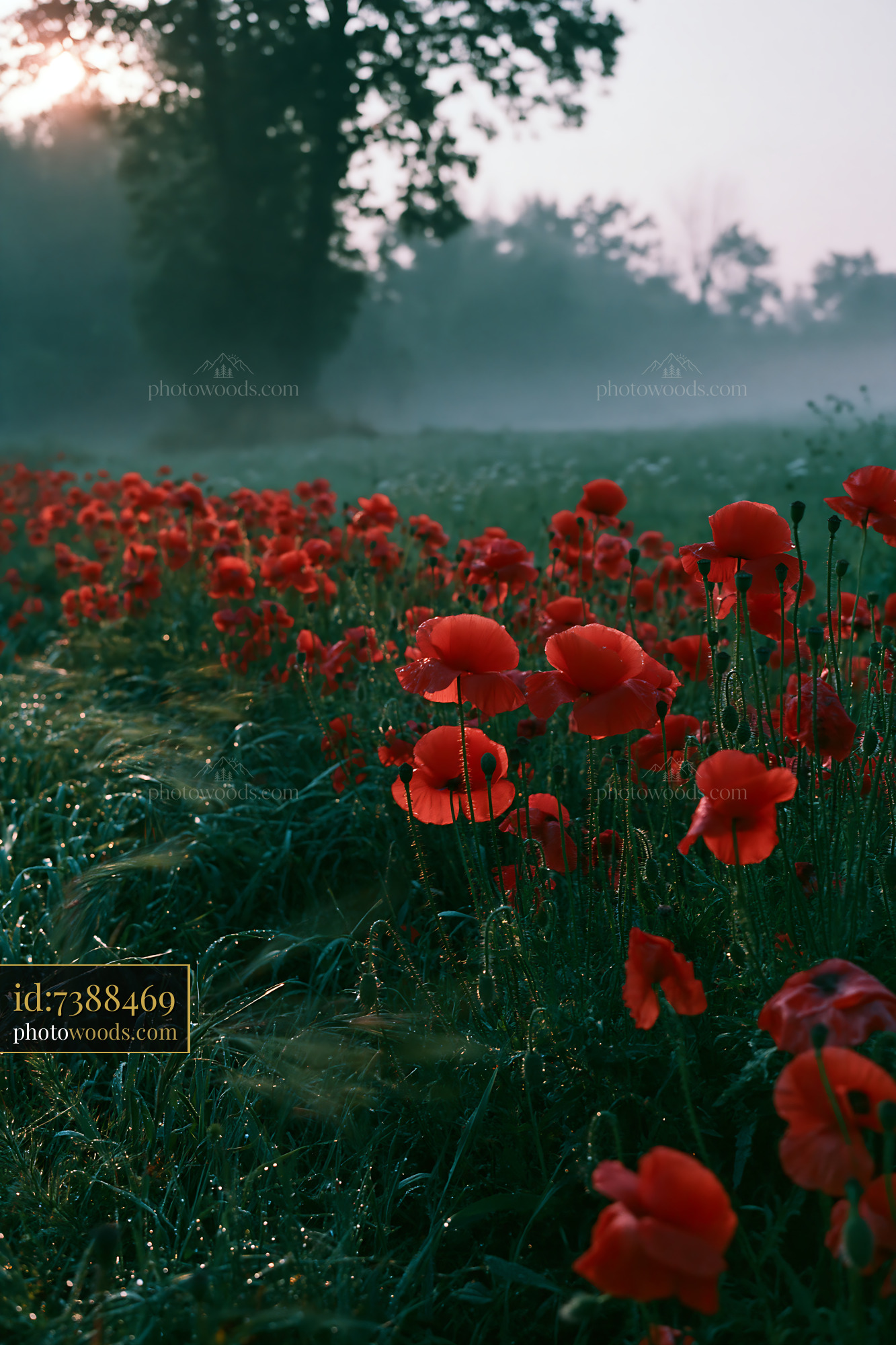 Poppy Field Blooming in Morning Light Near Forest Edge