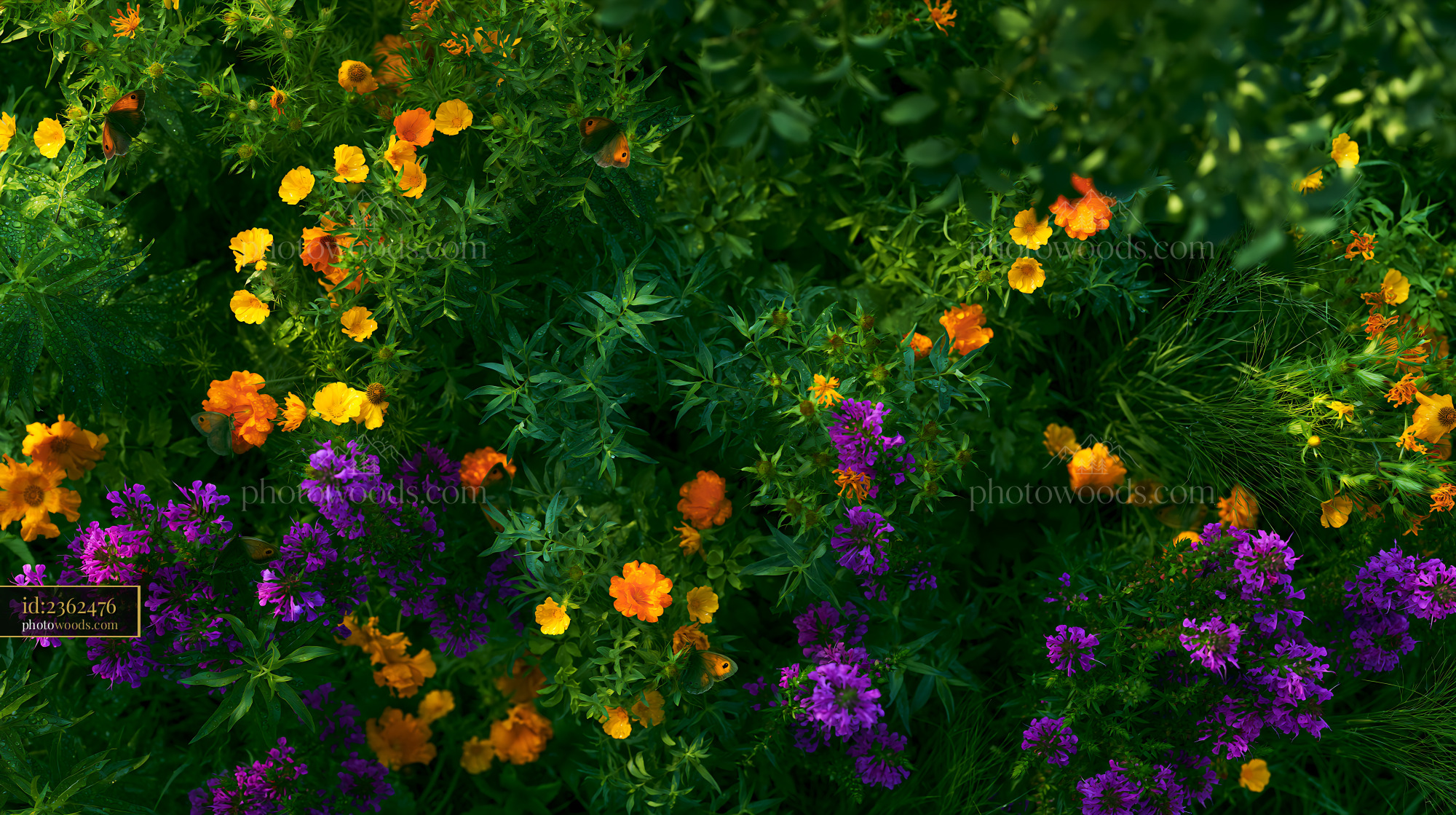 Knapweed Blossoms in a Meadow During Summer Season