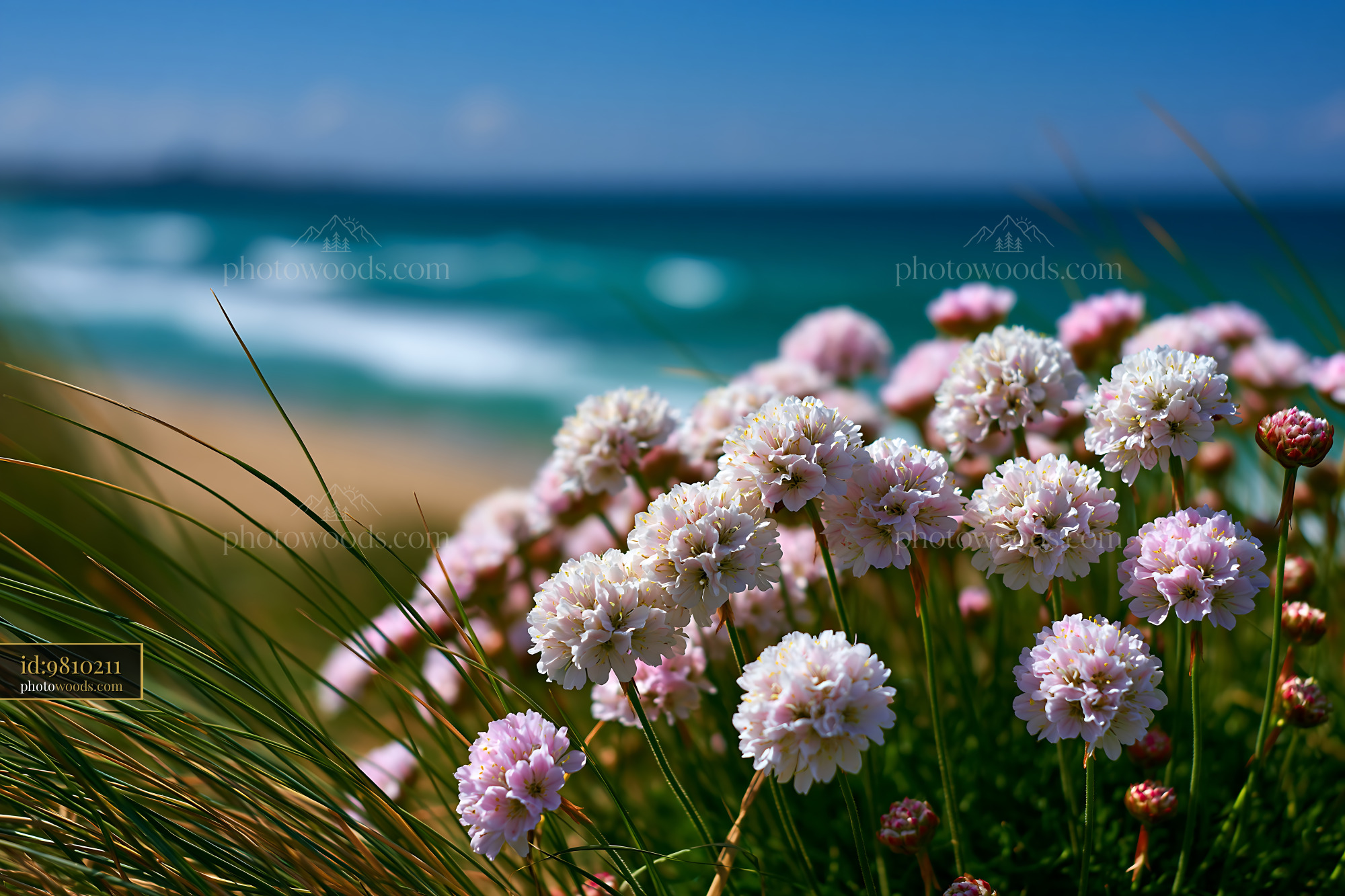 Flowers Bloom by the Beach, Waves Crashing in the Background