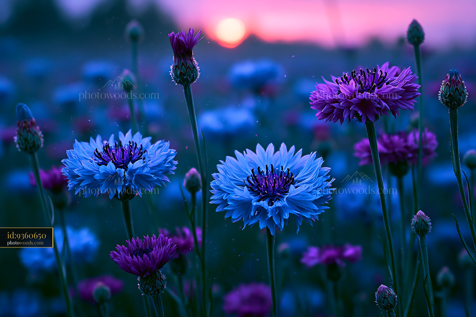 Flowers Bloom in Field During Sunset With Vibrant Colors