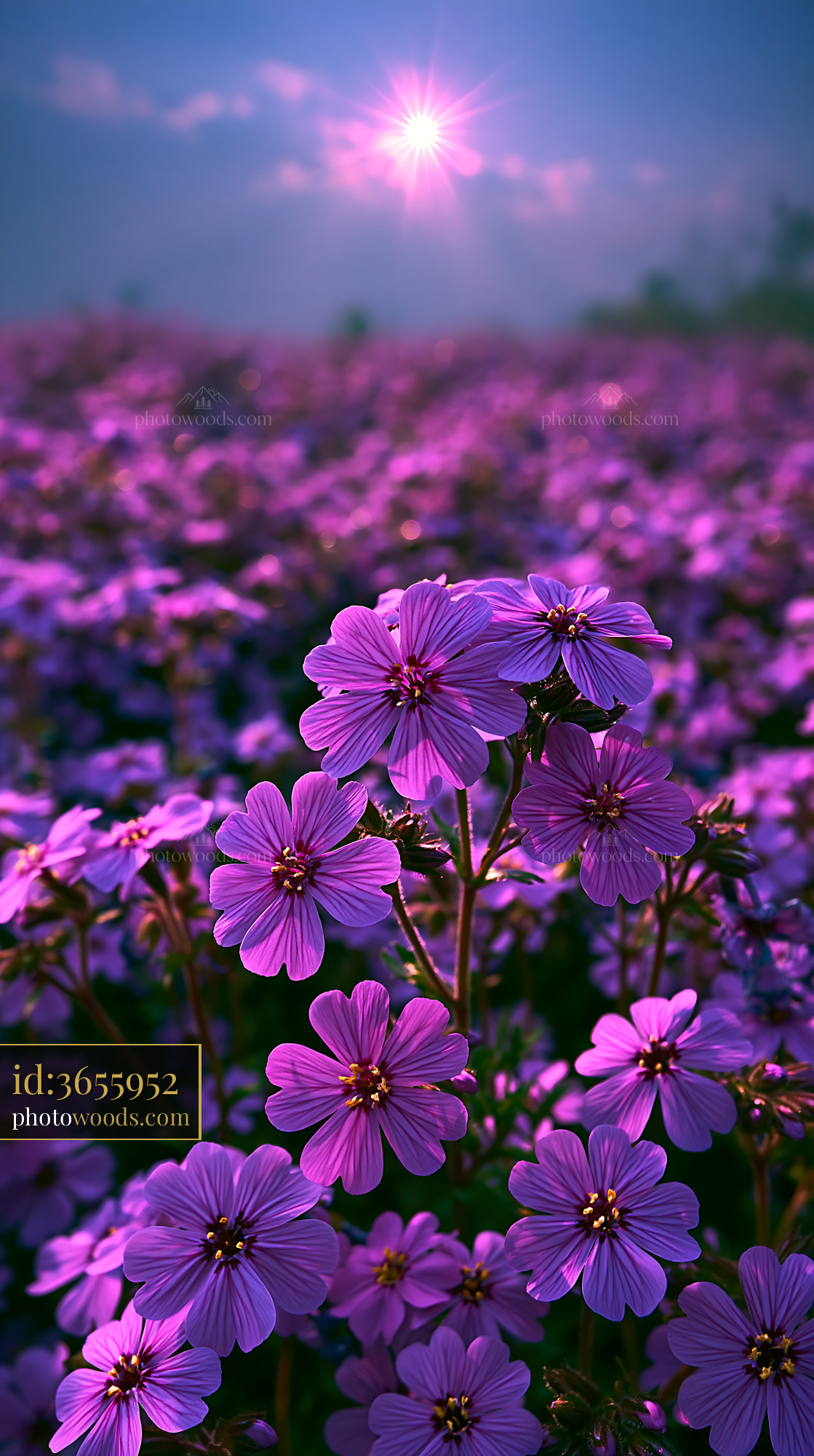 Purple Flowers Bloom in Field Under Bright Sun During Spring