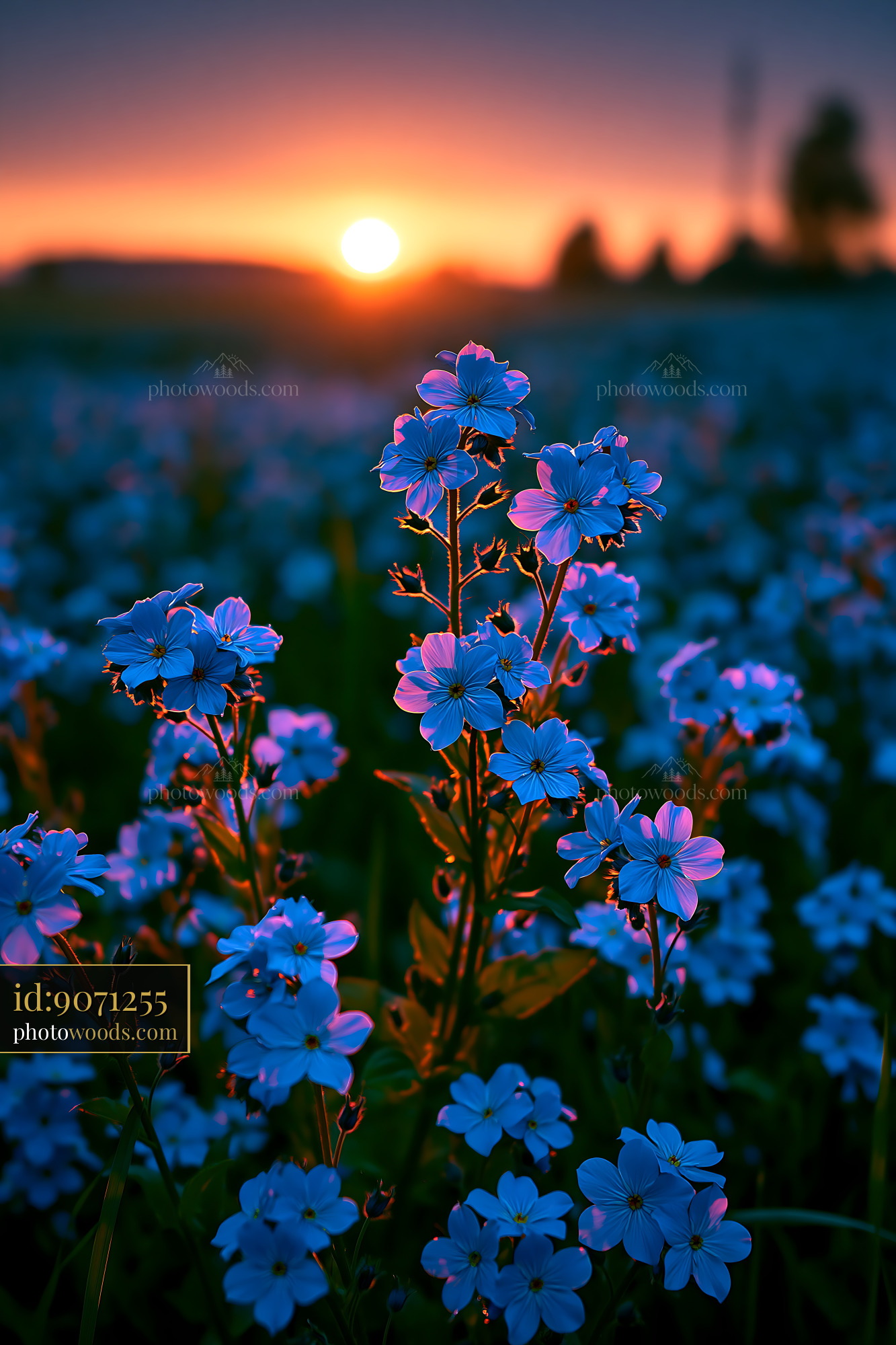 Flowers Bloom Under Sunset Light in a Colorful Field