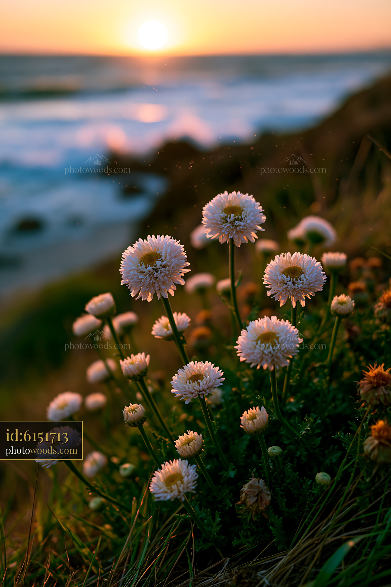 Flowers Blooming by the Ocean at Sunset