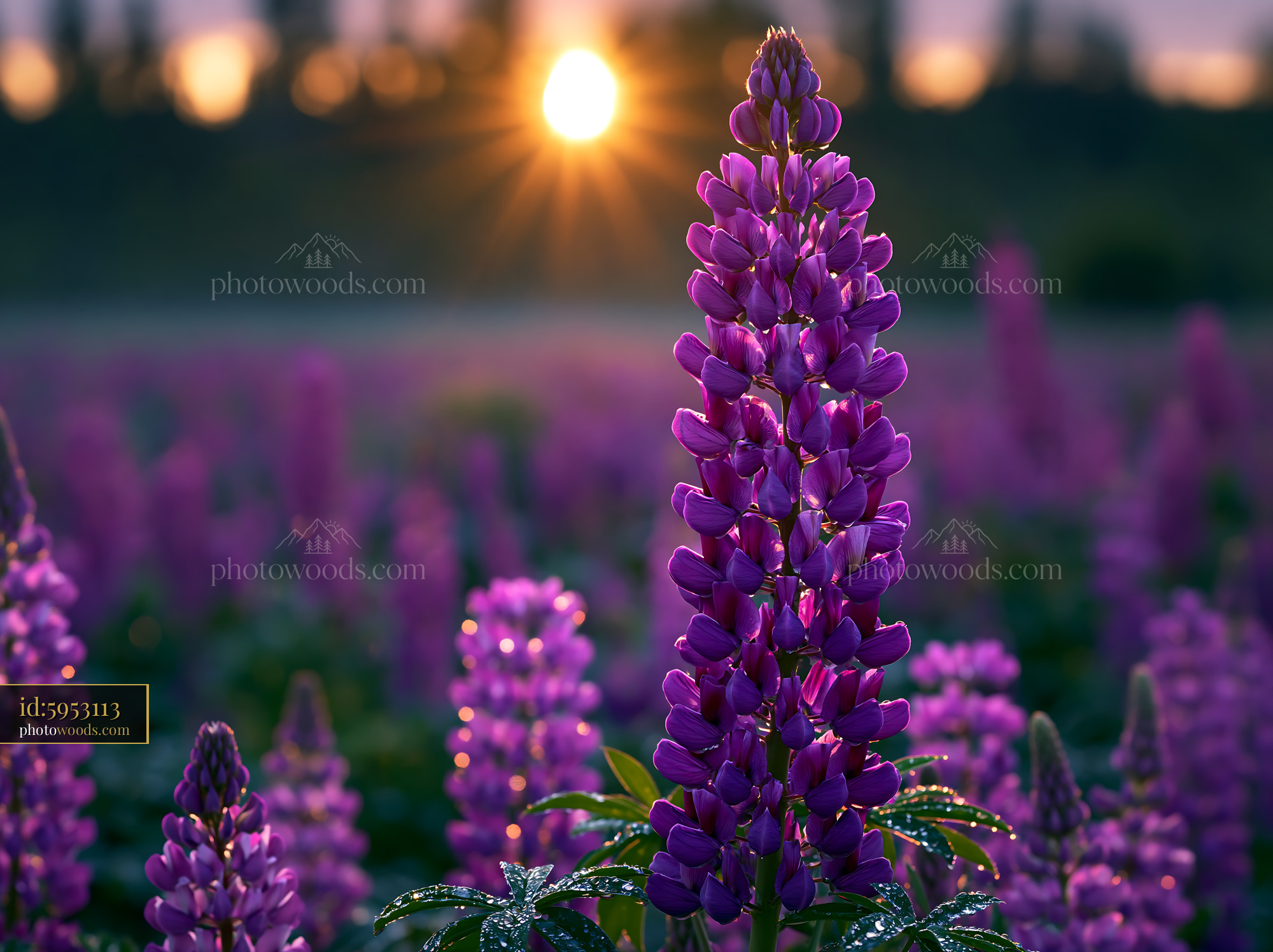 Purple Flowers Grow in a Field at Sunset Near the Horizon