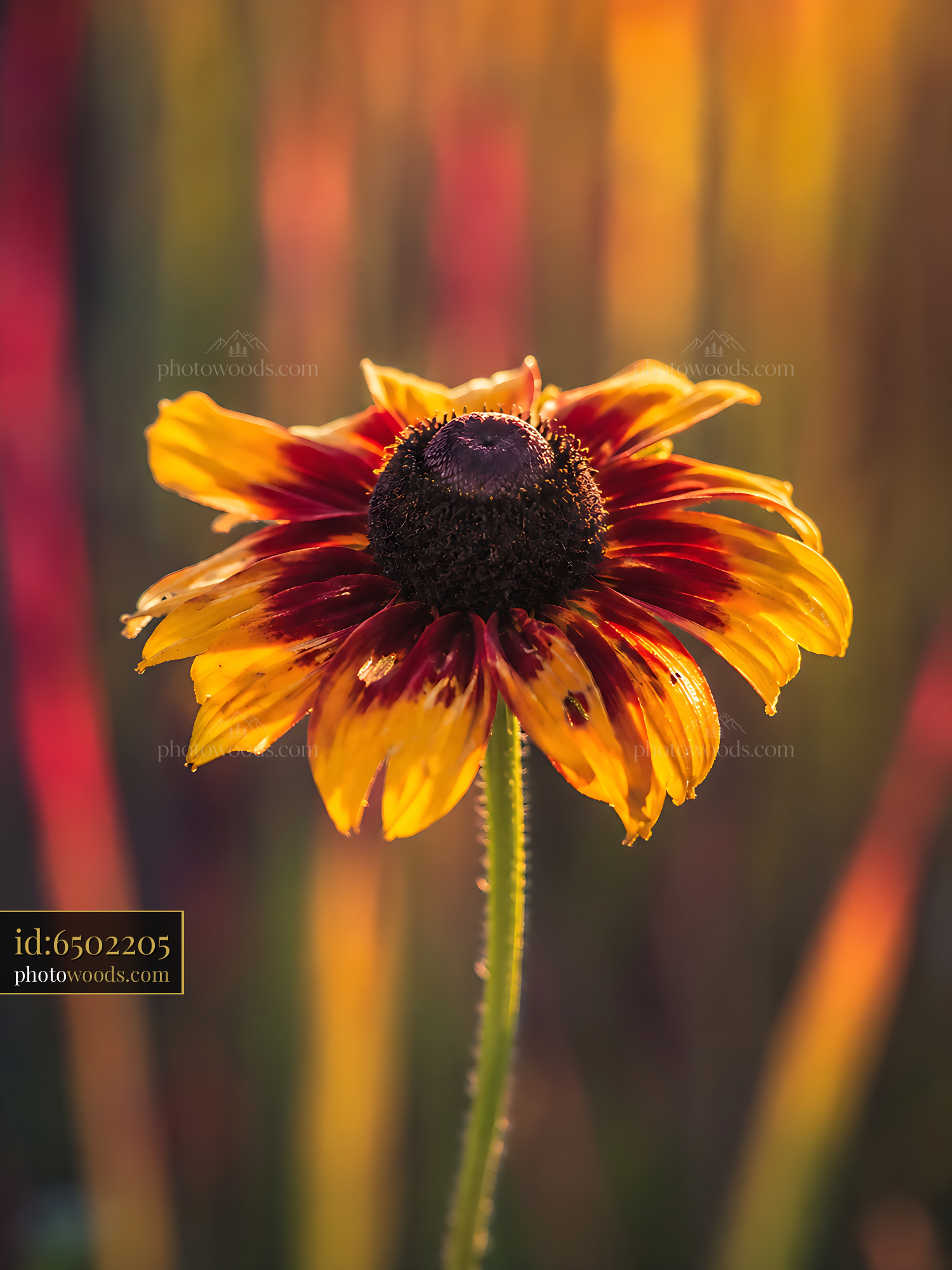 Flower Stands Tall in Sunlit Field With Colorful Background