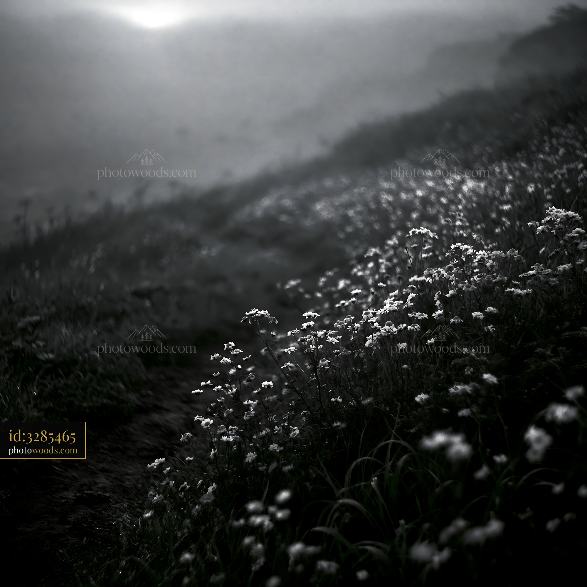 Cow Parsley Blooming in a Misty Meadow at Dawn