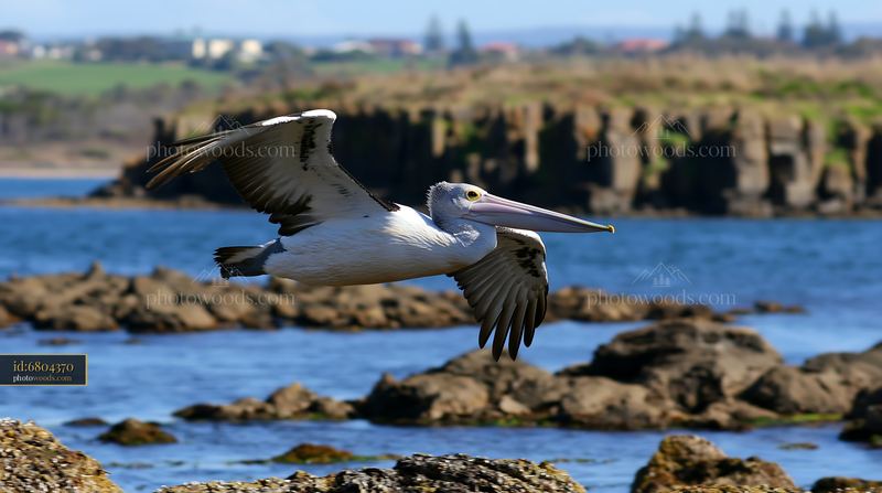 Australian pelican flying over a coastal lagoon