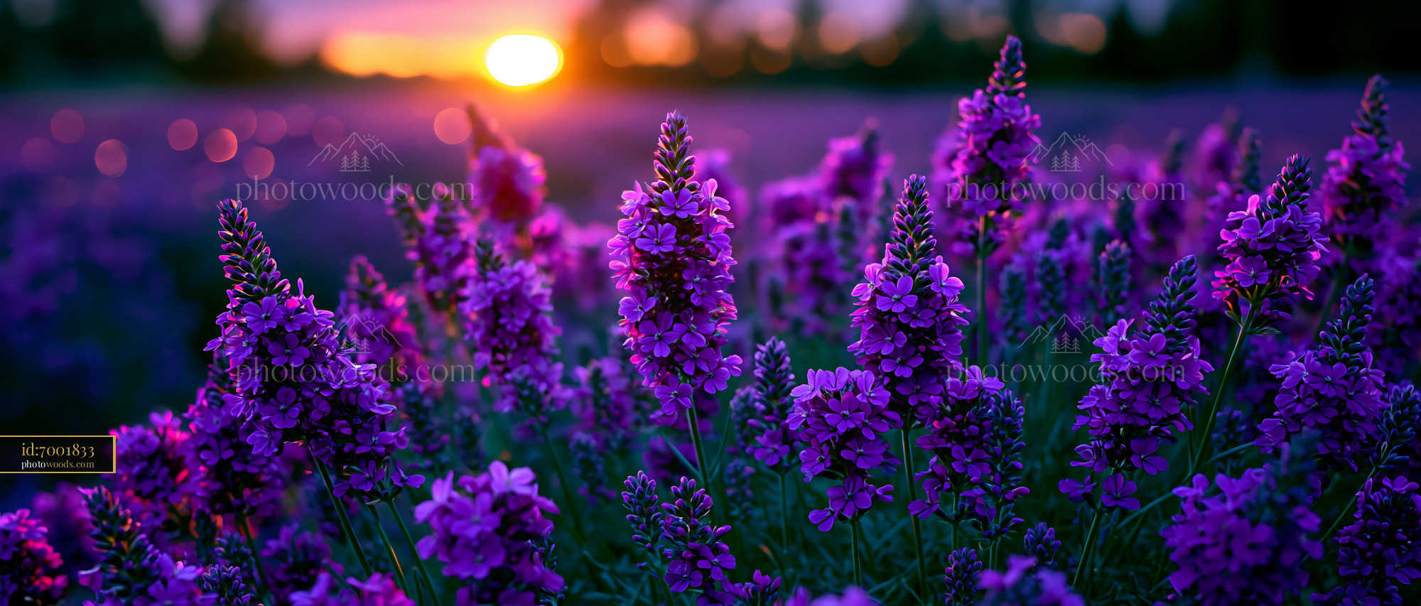 Lavender Flowers Bloom at Sunset in a Purple Field
