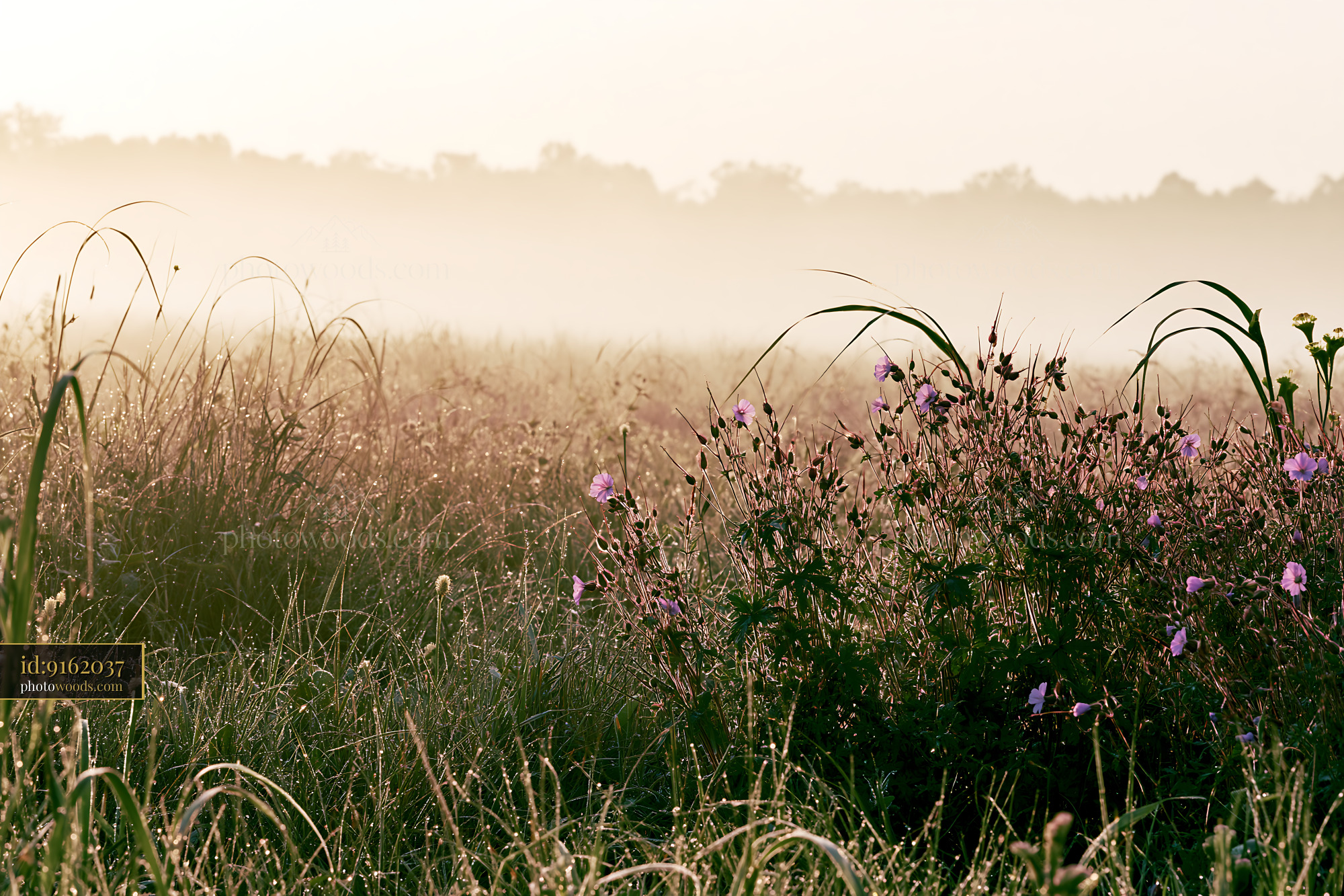 Cranesbill Wildflowers in a Misty Meadow at Dawn