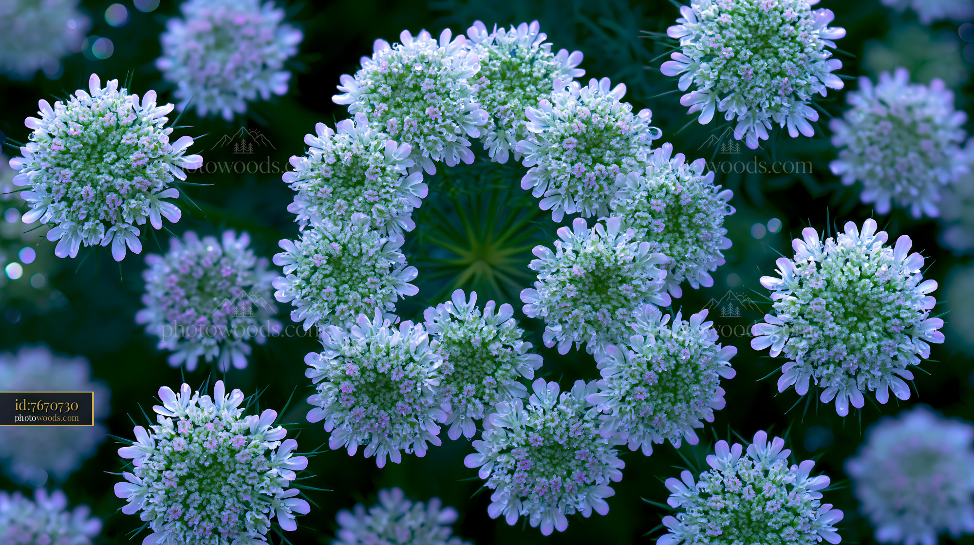 Wild Carrot Flowers in a Meadow During Springtime