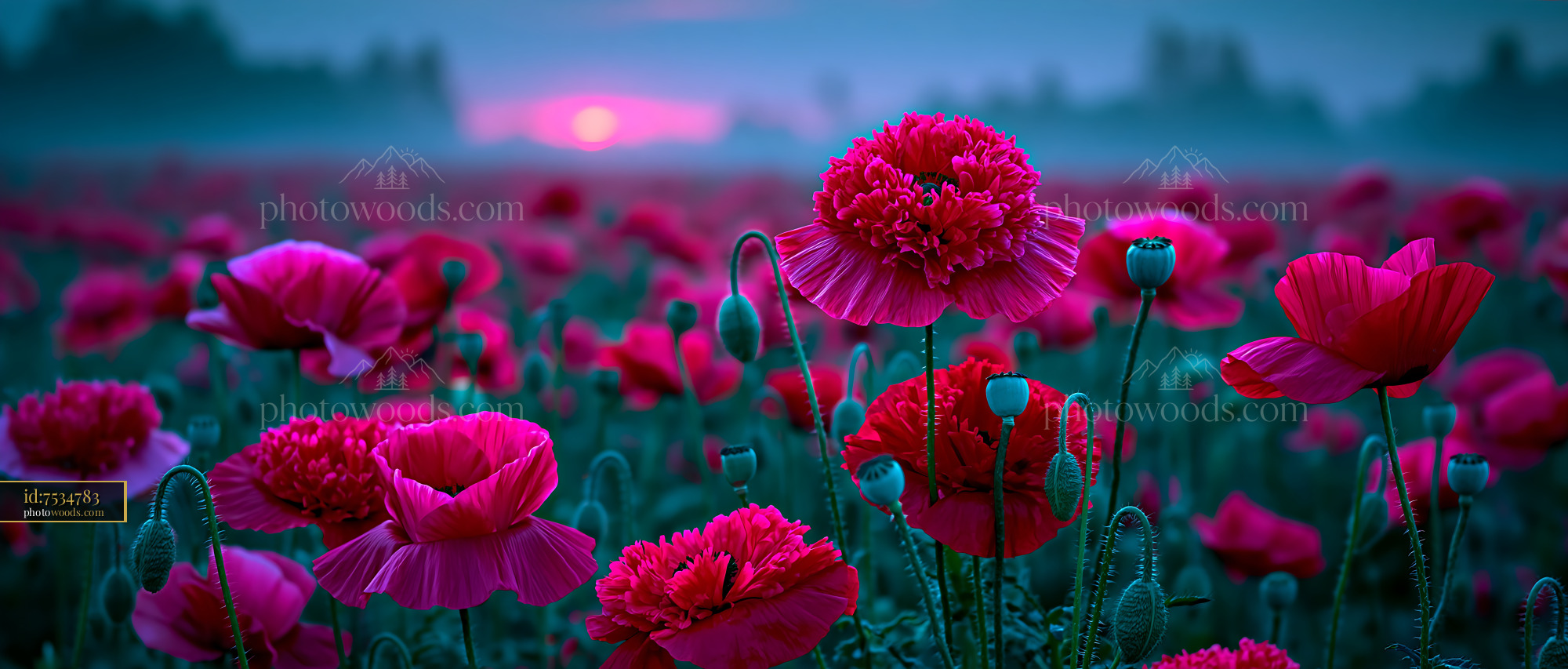 Poppies Bloom in a Vibrant Field at Sunset Near the Horizon