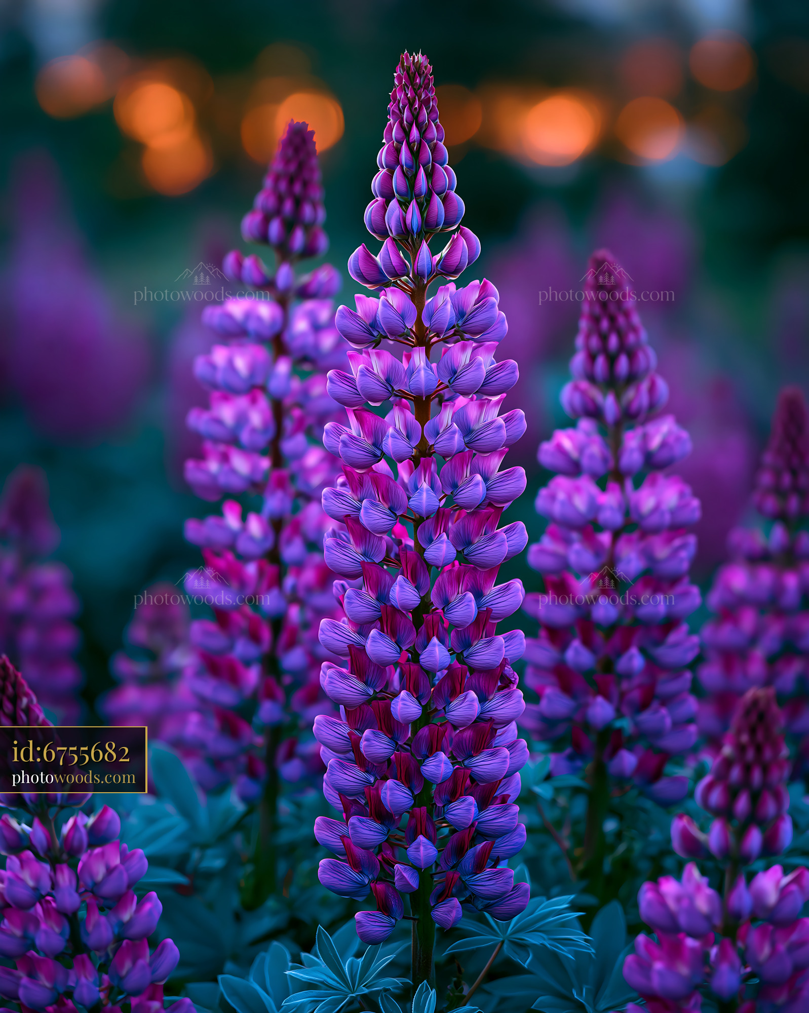 Purple Flowers Bloom in a Garden at Twilight With Glowing Background