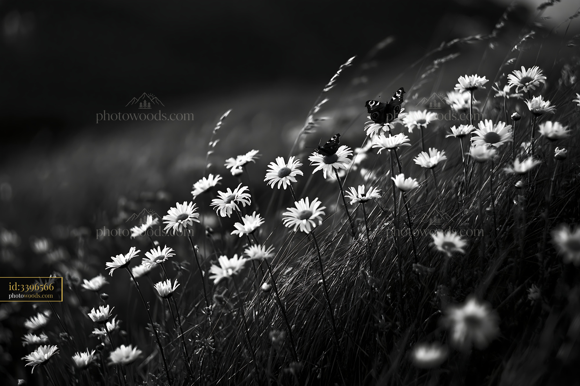 Daisies and Butterflies in a Field During Soft Light