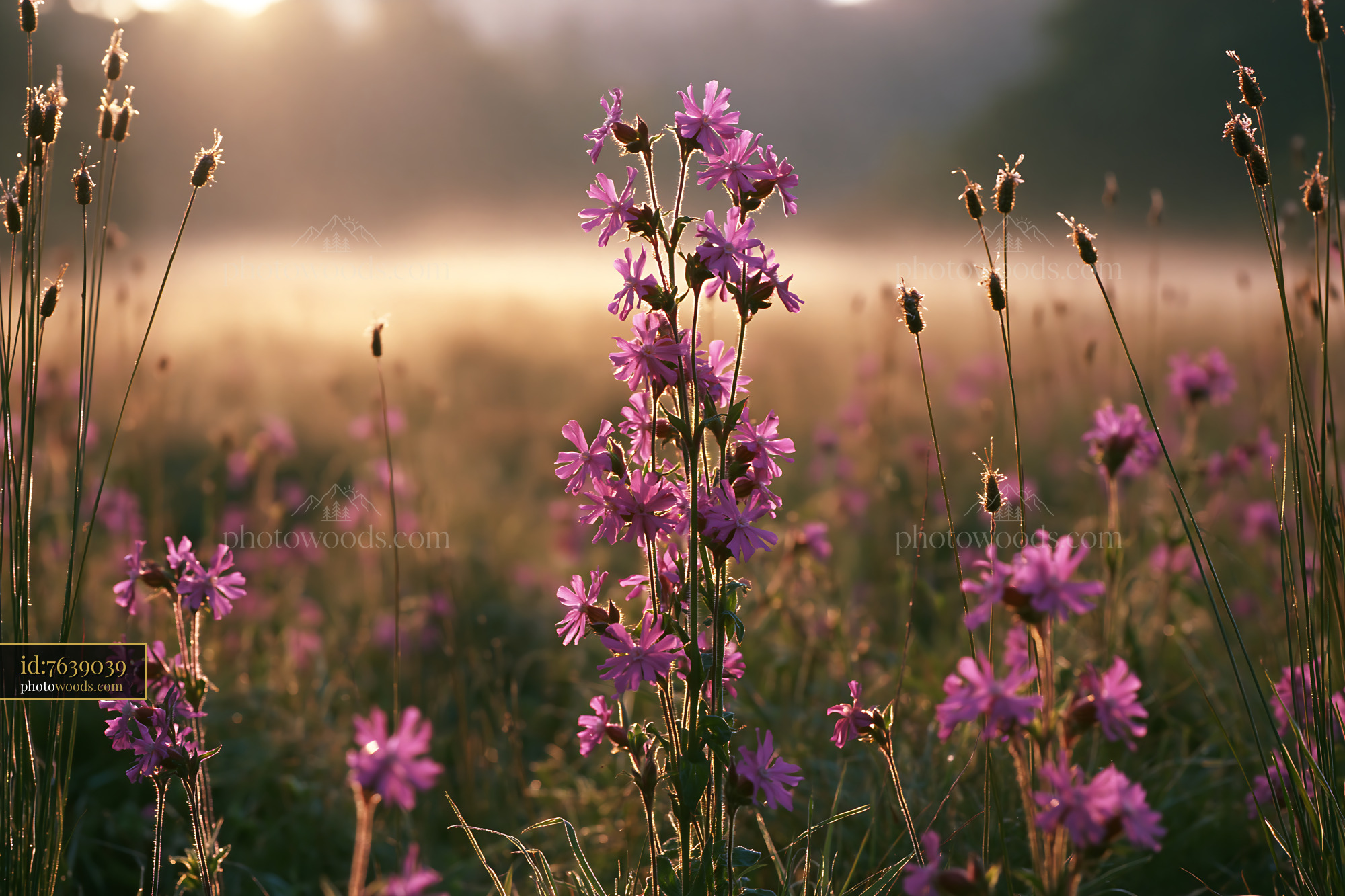 Ragged Robin Blooming in a Meadow at Golden Hour