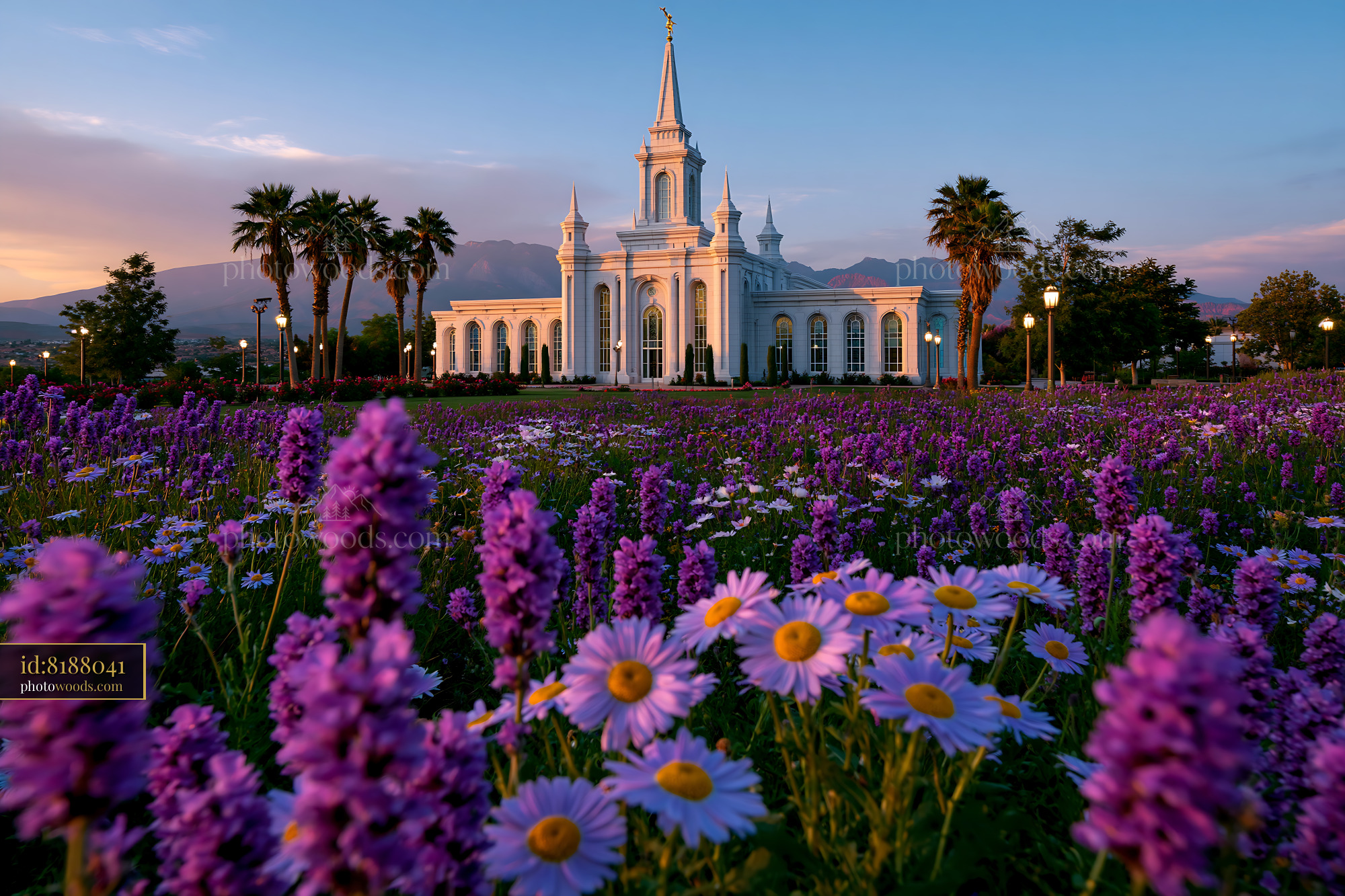 St. George Utah Temple Illuminated by Flowers at Sunset