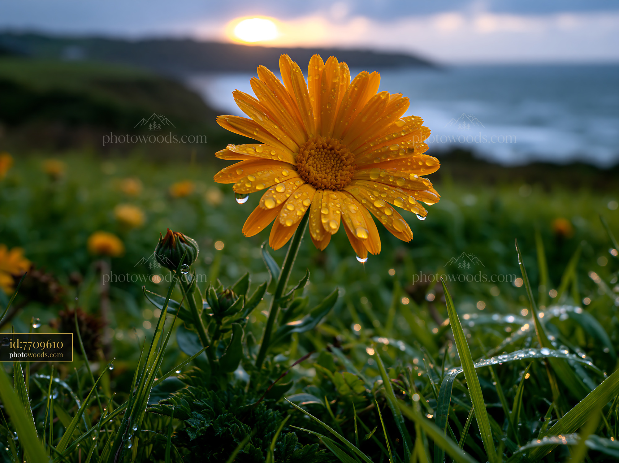 Yellow Flower Stands Alone in Green Field Near Ocean at Sunset
