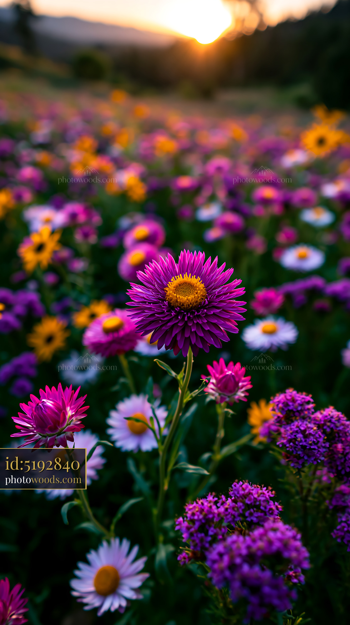 Wildflowers Bloom at Sunset in a Vibrant Meadow With Colors