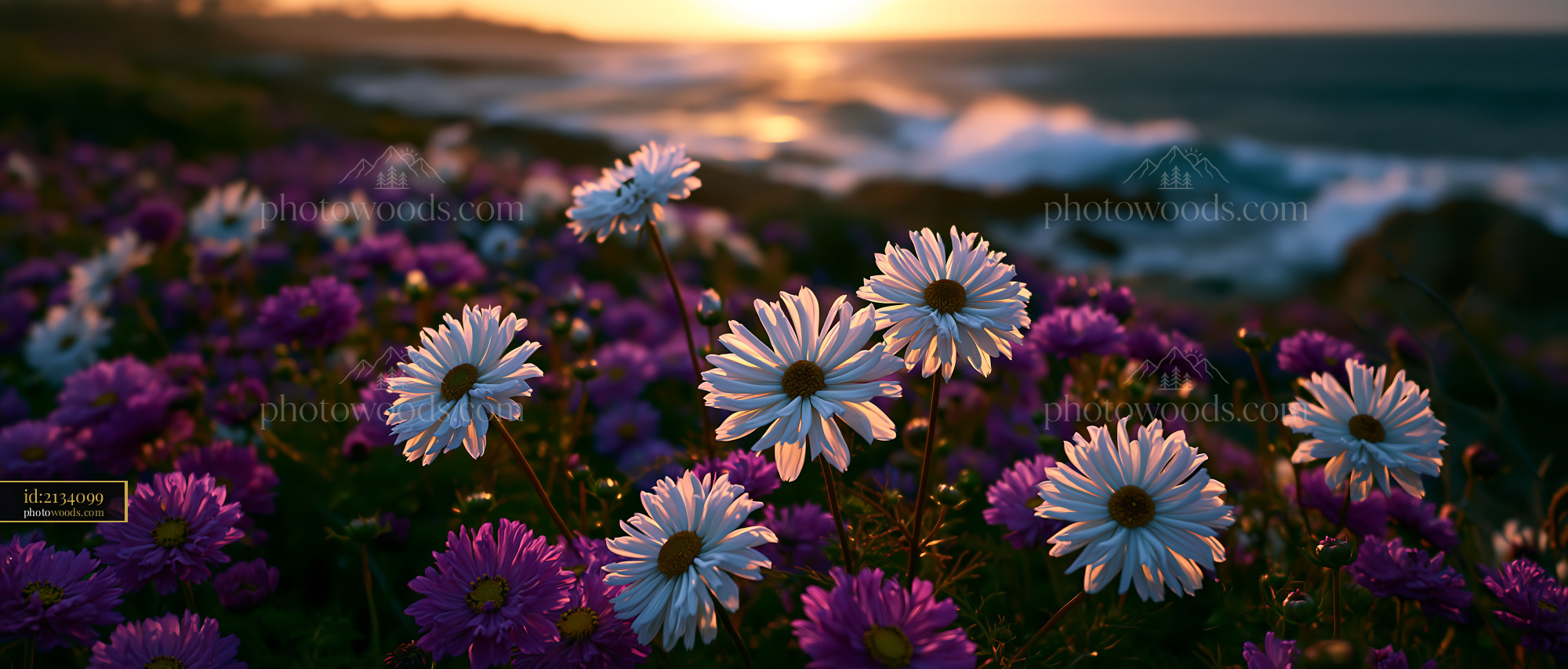 Flowers Bloom by the Ocean Under a Sunset Sky