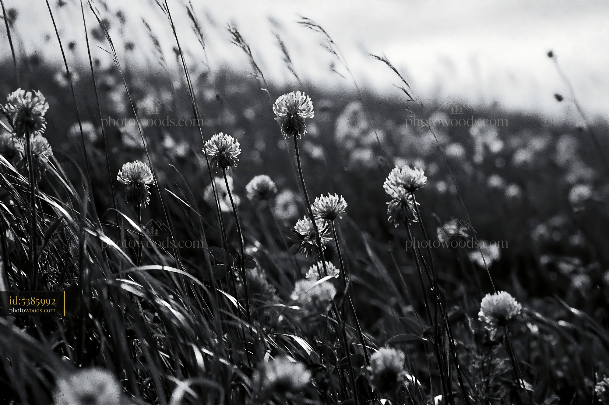 Clover Wildflowers Blooming in a Meadow During Summer Light