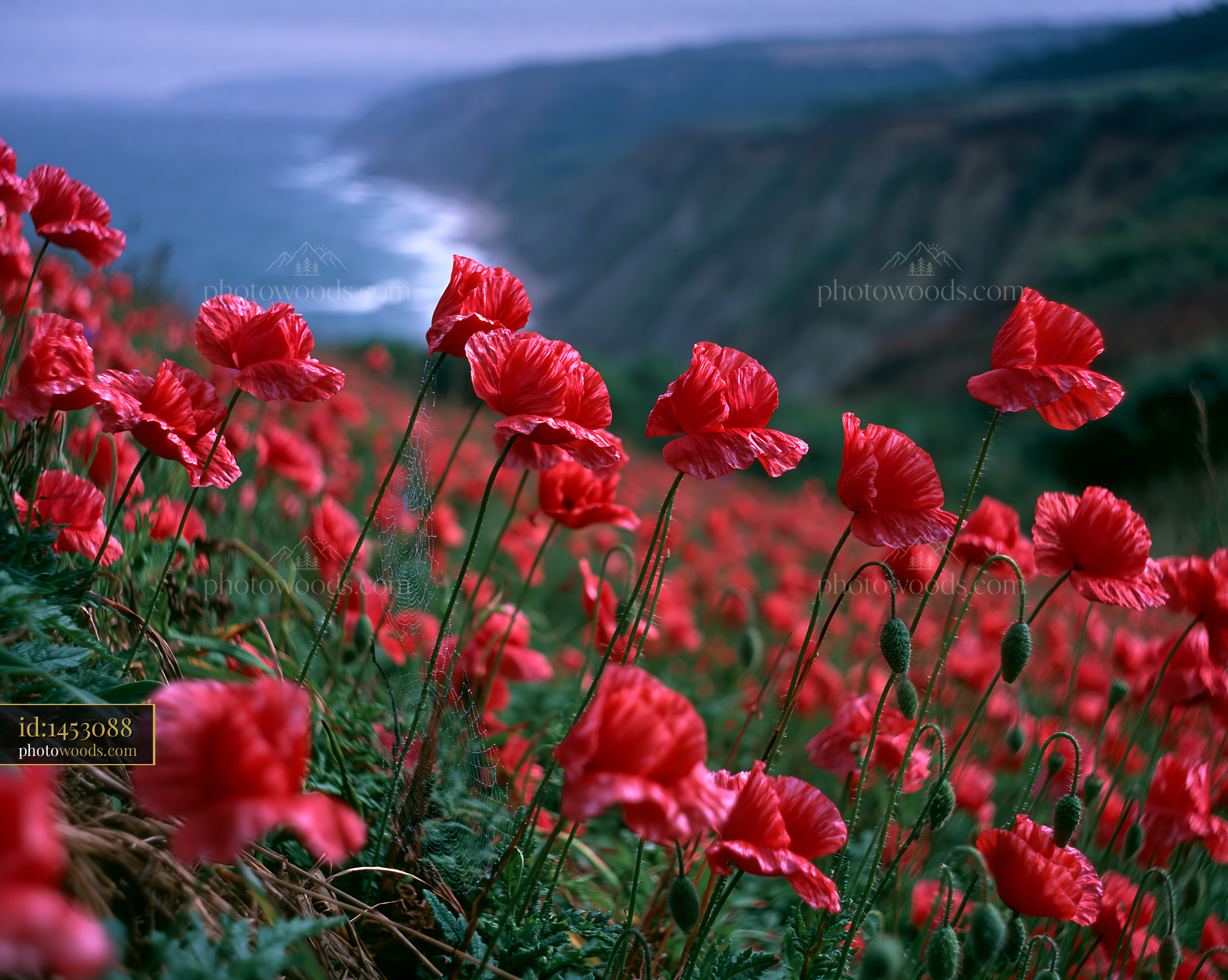 Poppy Flowers Blooming Along the Coastline at Dusk