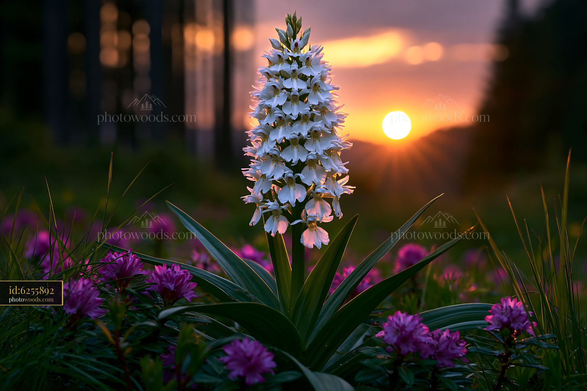 Vanilla Orchids Blooming in a Meadow at Sunset in the Alps