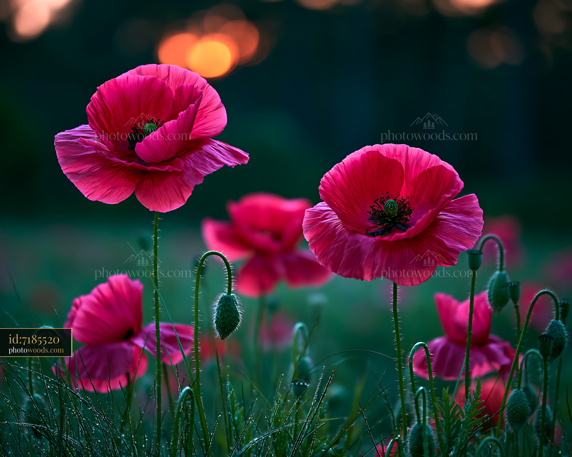Poppies Stand Tall in a Field During Sunset Lighting up the Sky
