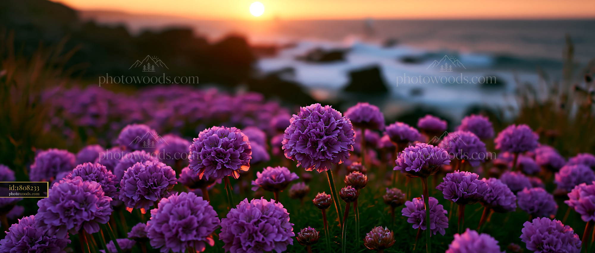 Flowers Bloom by the Ocean as the Sun Sets Behind Rocks
