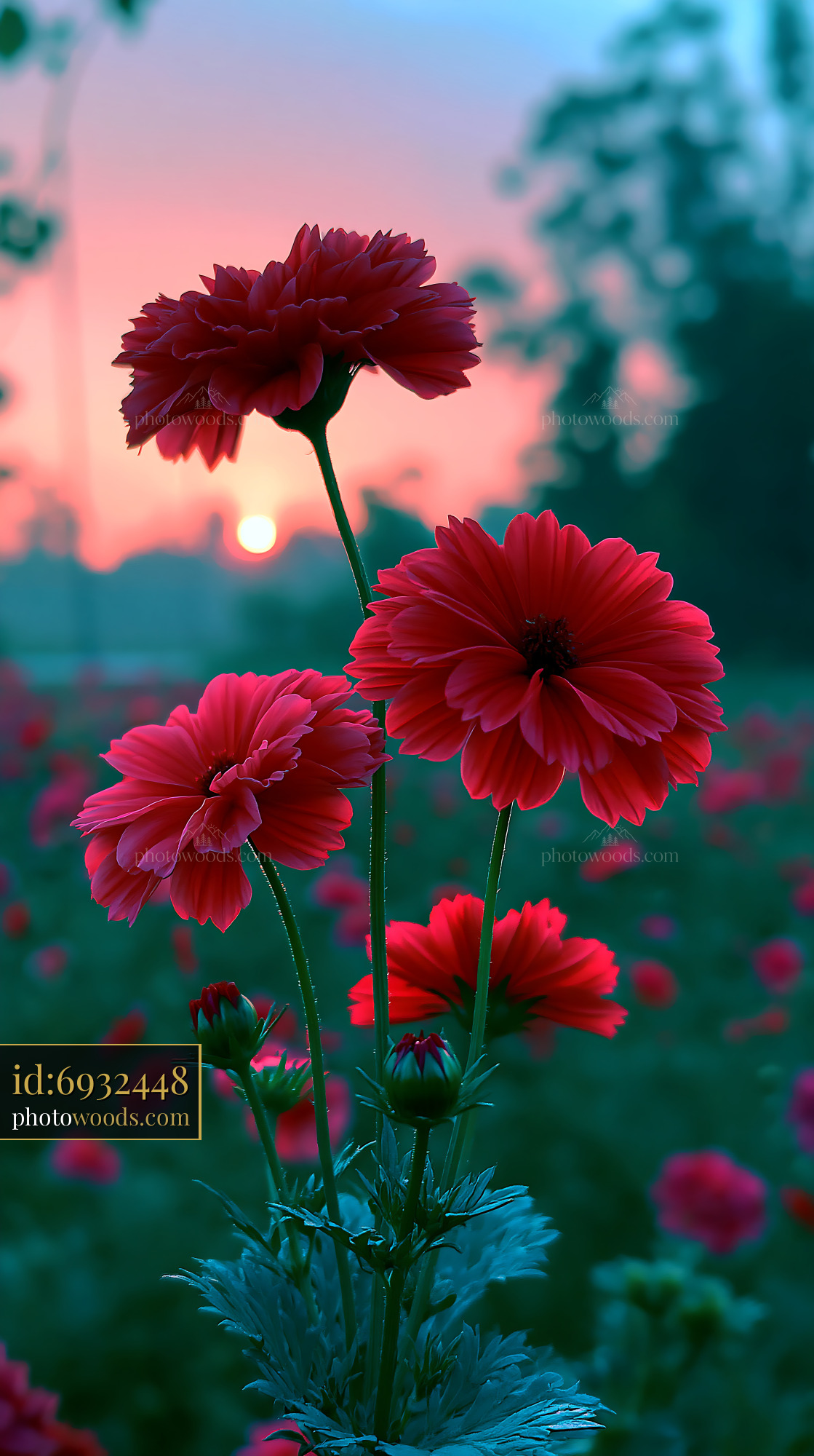 Red Flowers Bloom as Sun Sets Behind Green Background