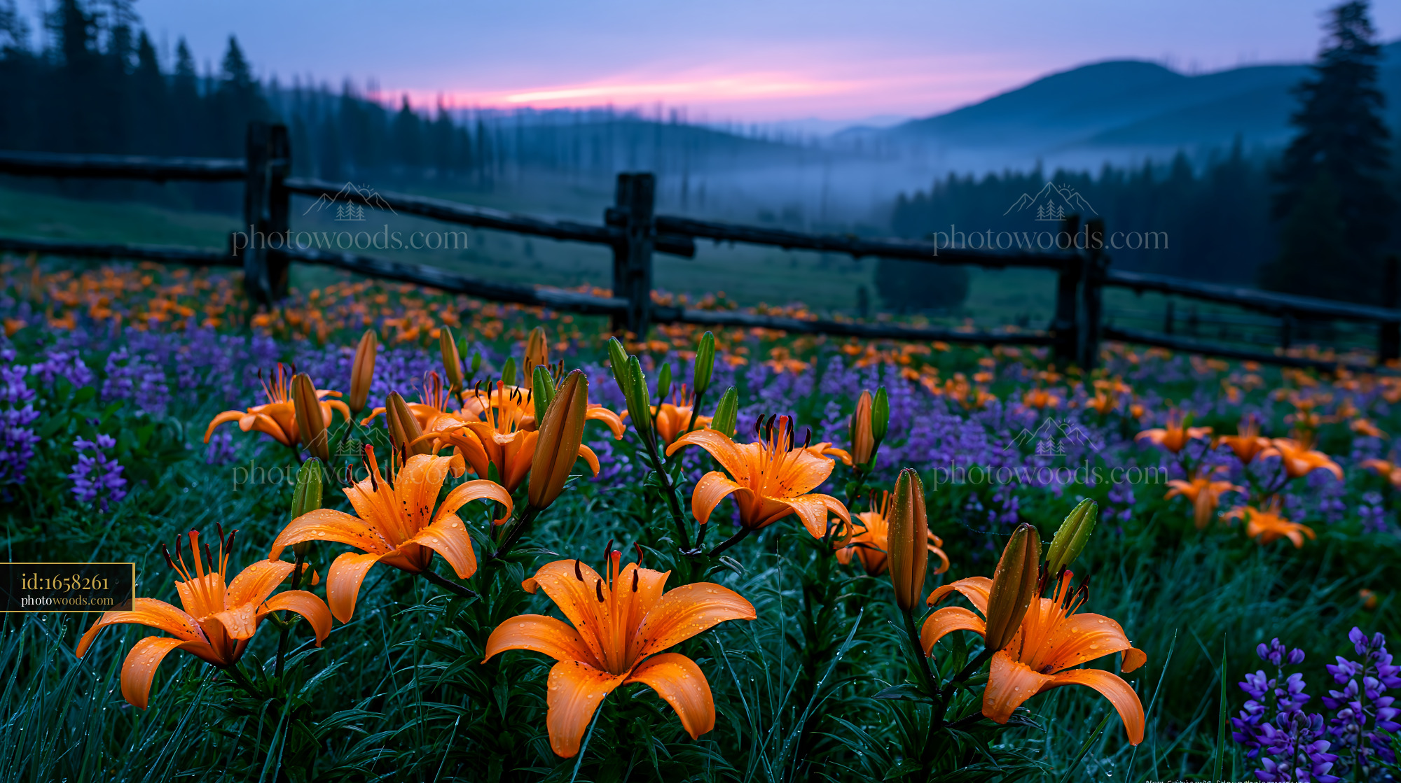 Orange Lilies in Subalpine Meadow at Dawn With Misty Hills