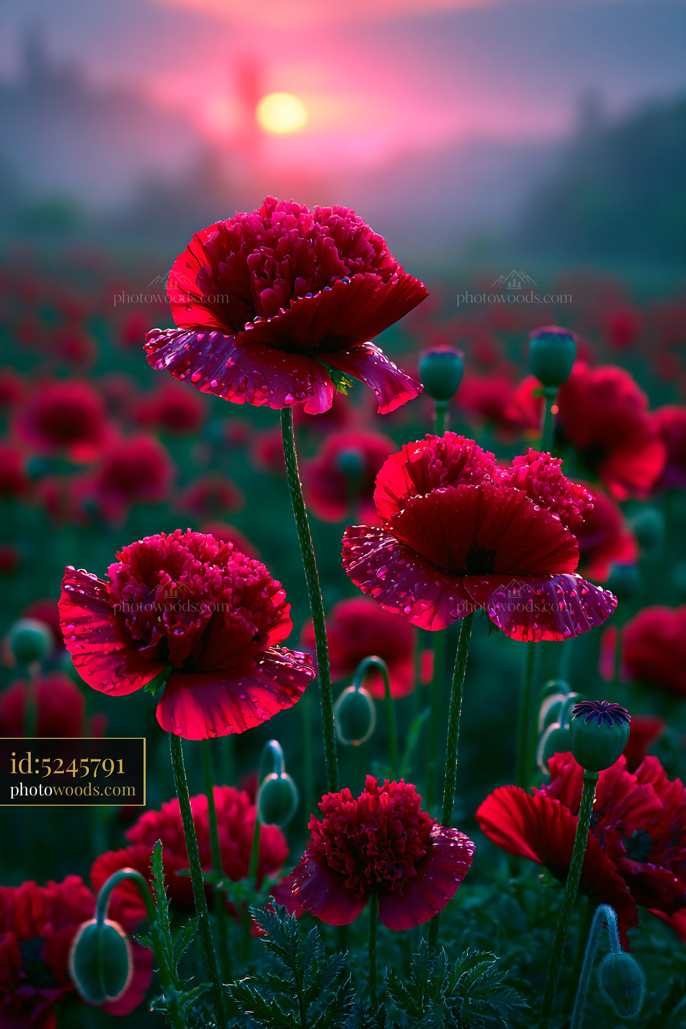 Red Flowers Bloom Under a Colorful Sunset in a Field