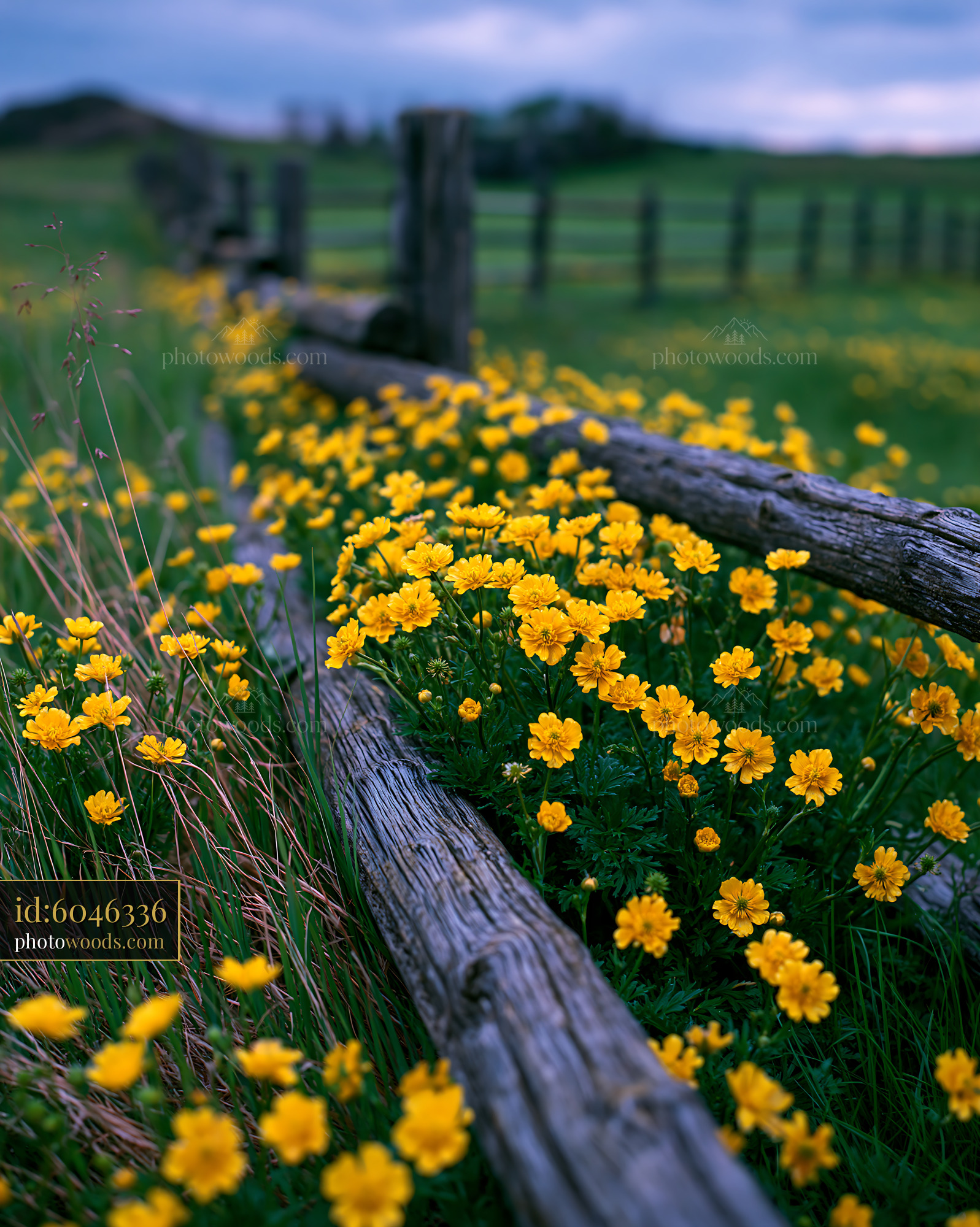Glacier Buttercups in a High Meadow Near a Fence