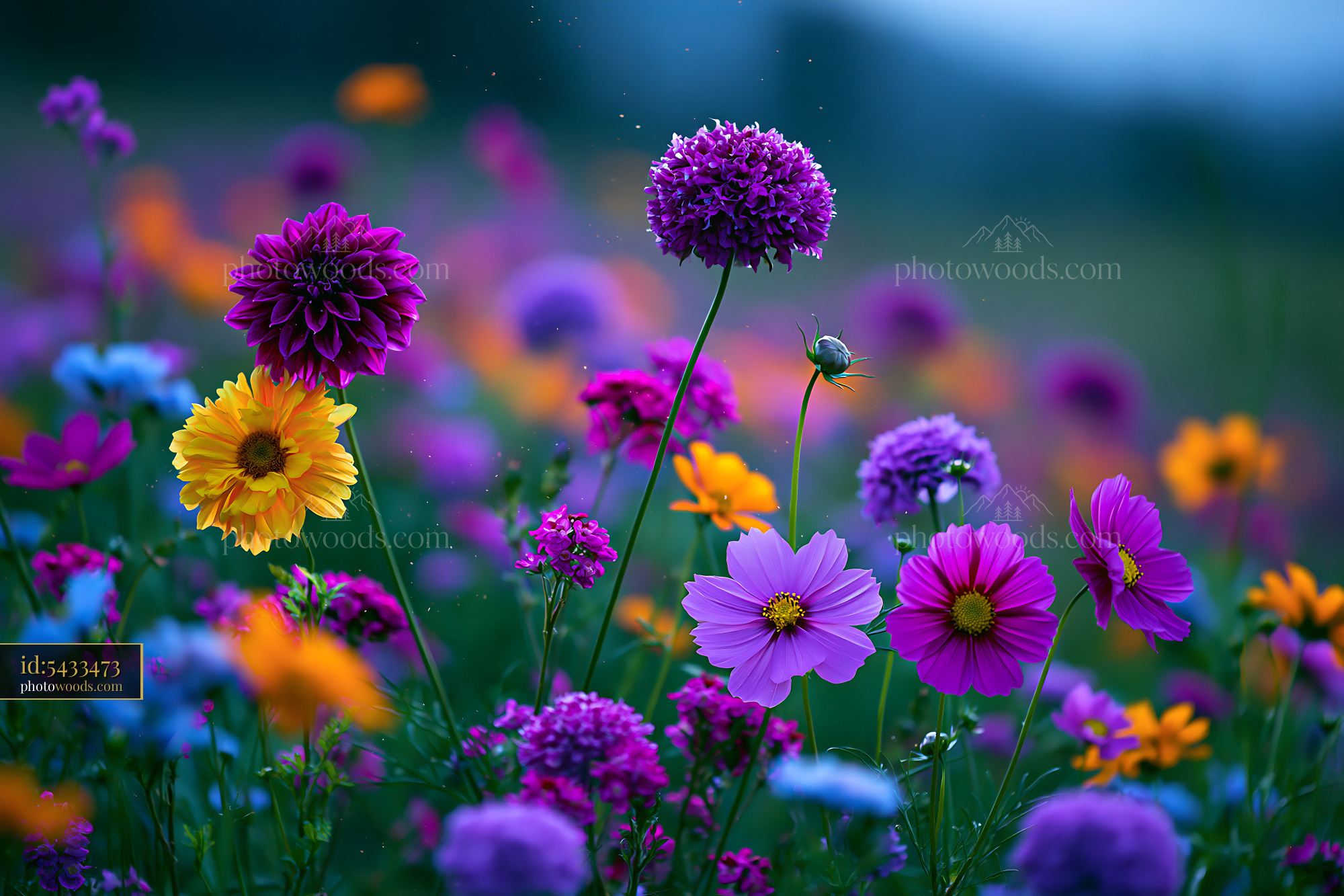 Flowers Bloom in Colorful Garden Under Evening Light