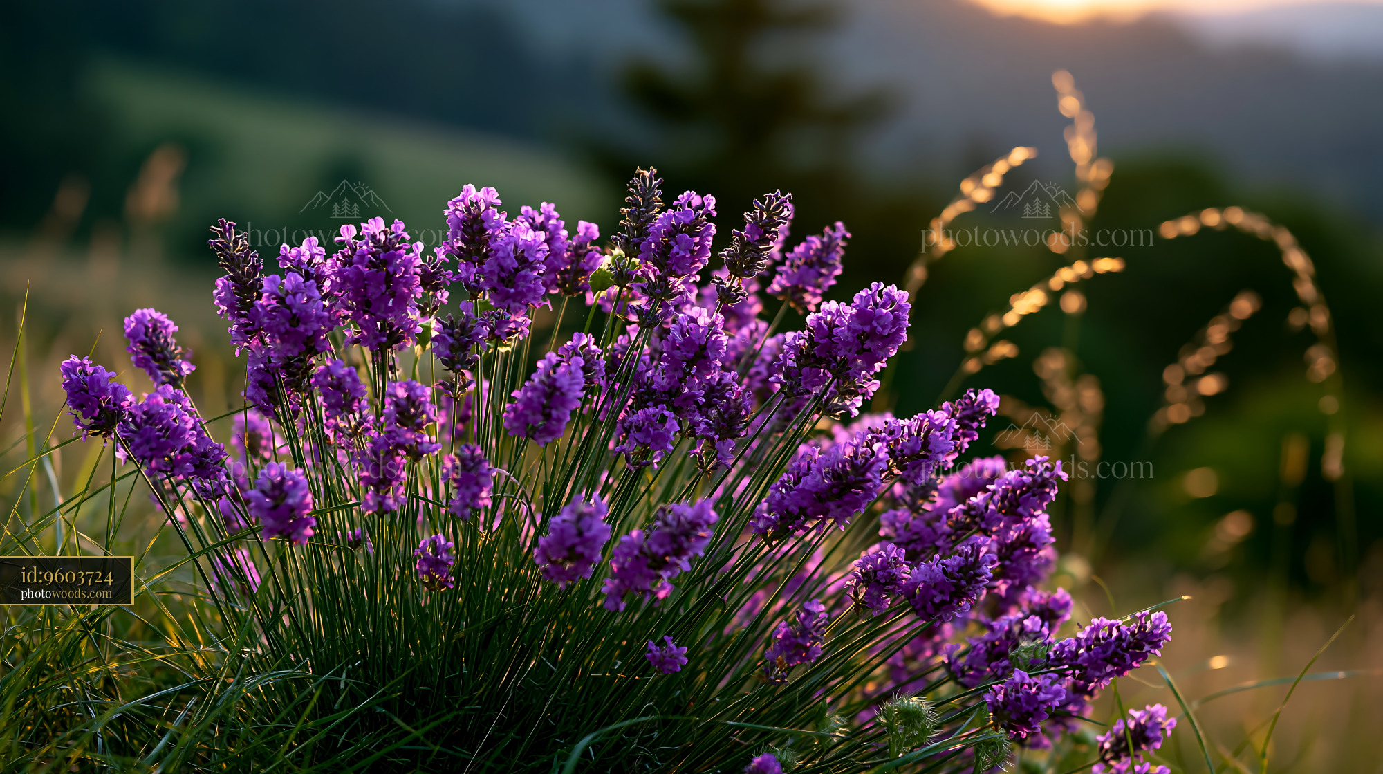 Lavender Flowers Grow in a Field During Sunset Light