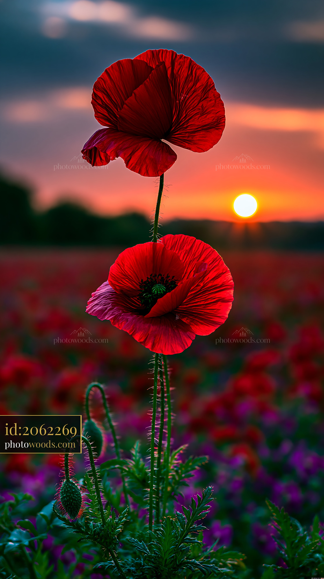 Red Poppies Bloom at Sunset in a Vibrant Flower Field