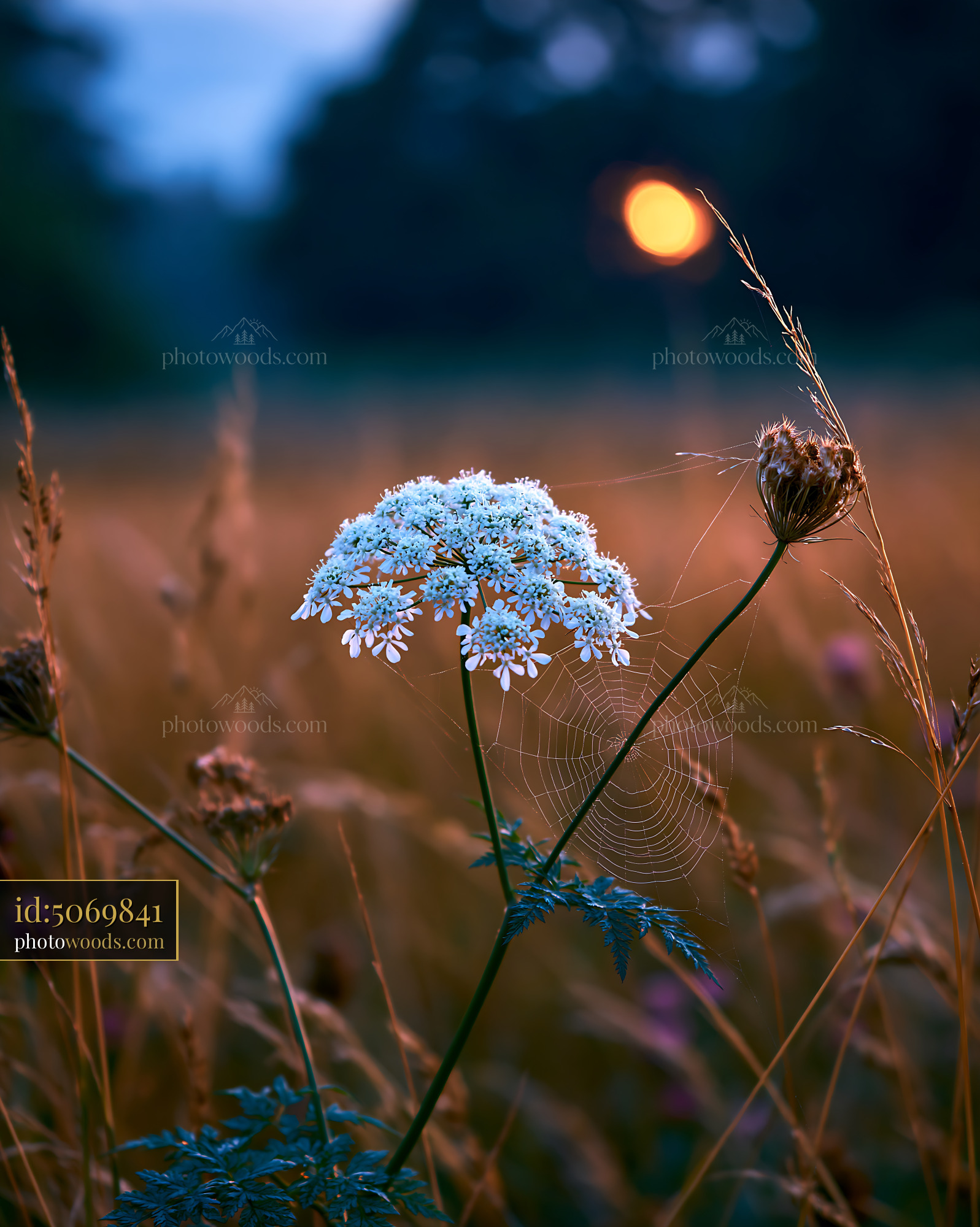 Cow Parsley in a Golden Hour Meadow With a Spider Web