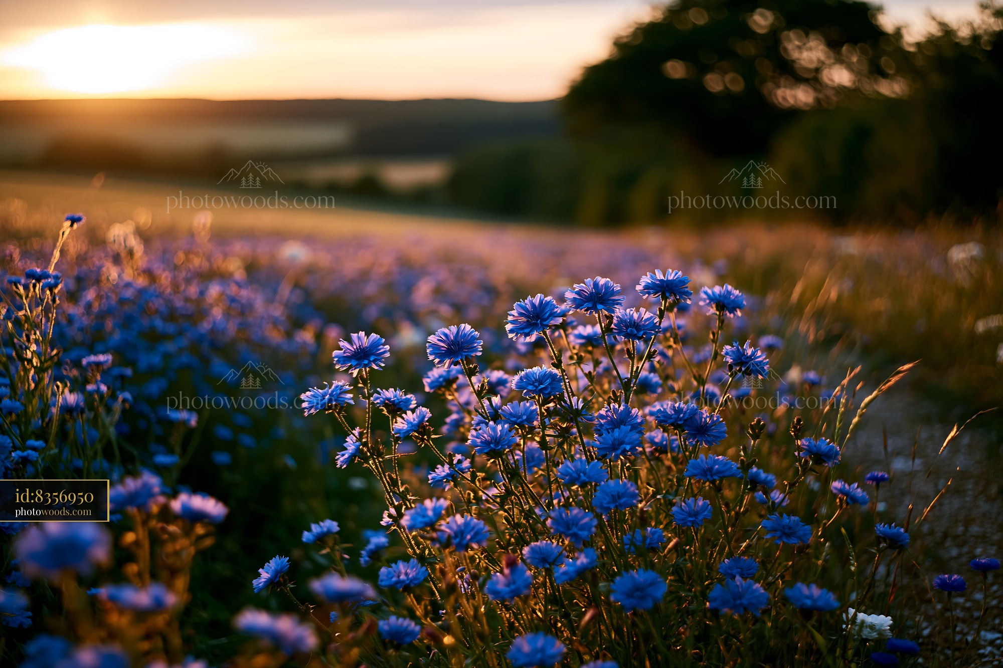 Cornflower Field at Sunset in a Rural Landscape