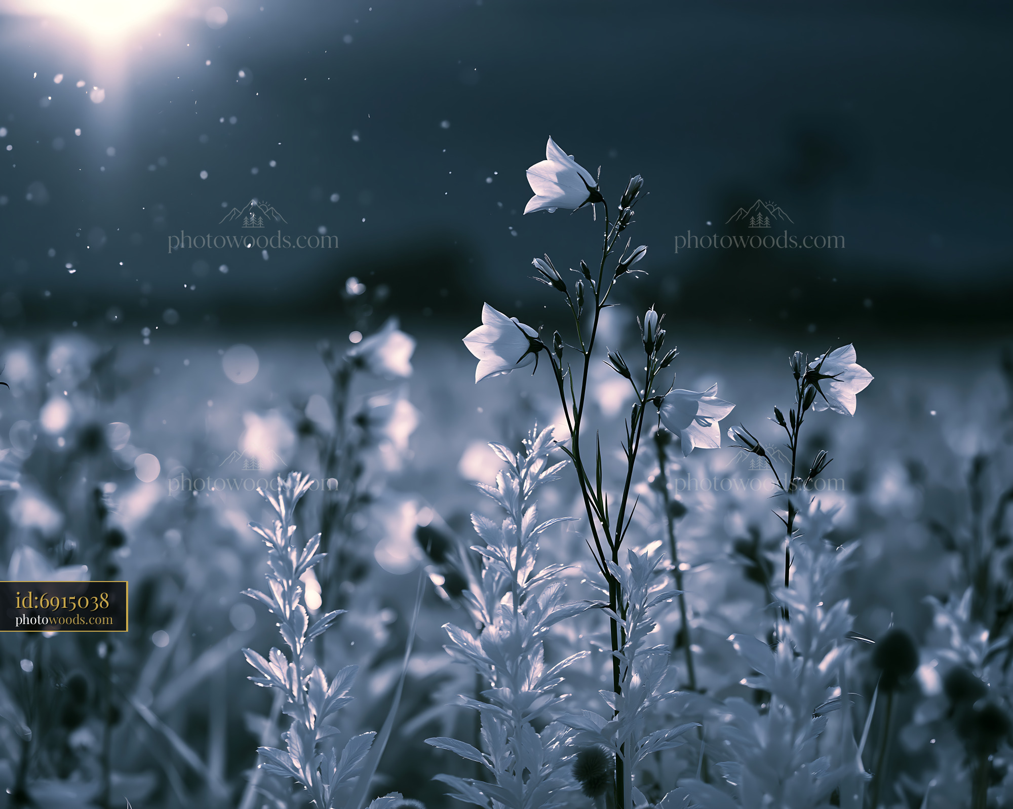 Harebell Wildflowers in Golden Hour Light at the Meadow