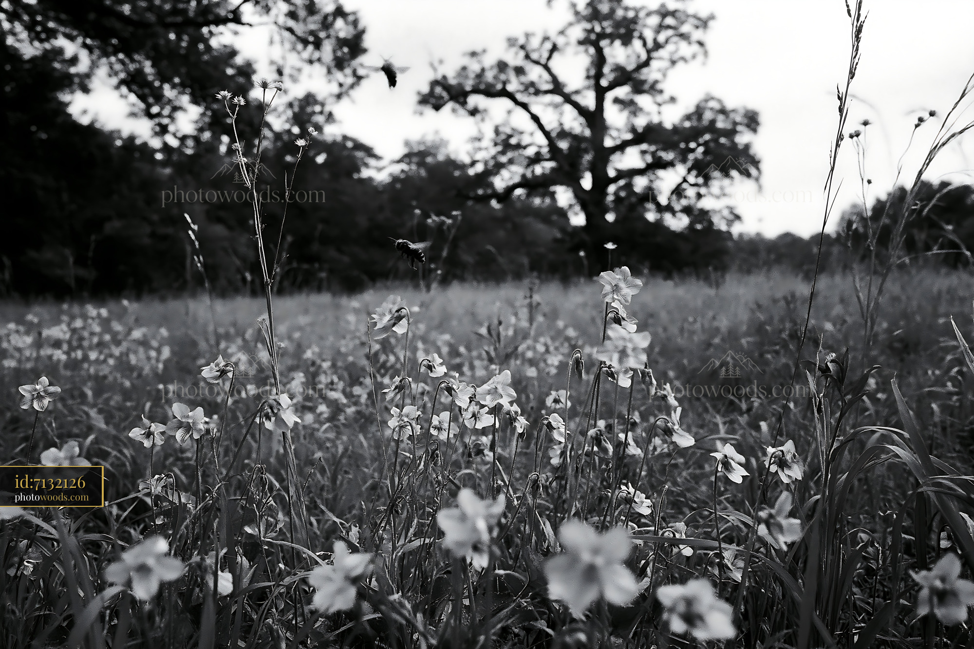 Violet Flowers Blooming in a Meadow Under Soft Light