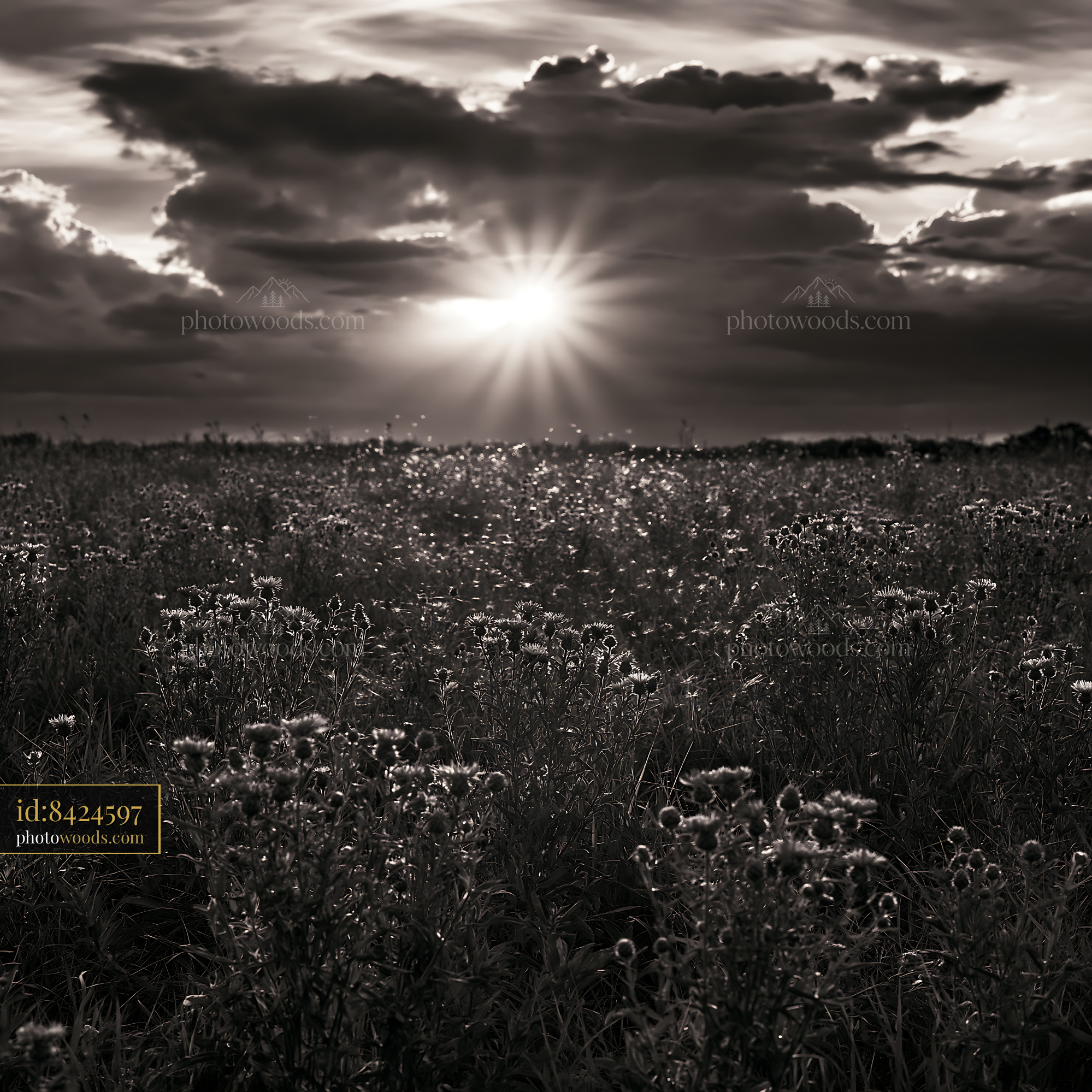Knapweed Flower Field at Sunset in a Meadow